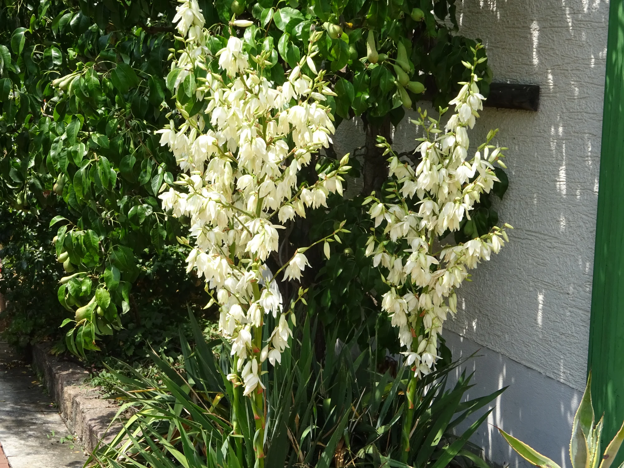 DSC04267.webp