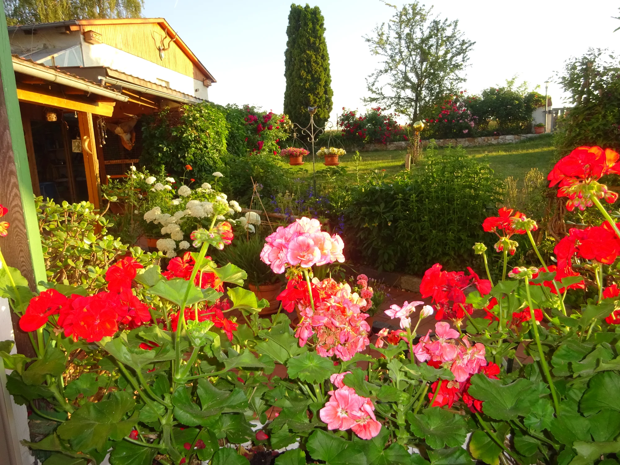 DSC04268.webp