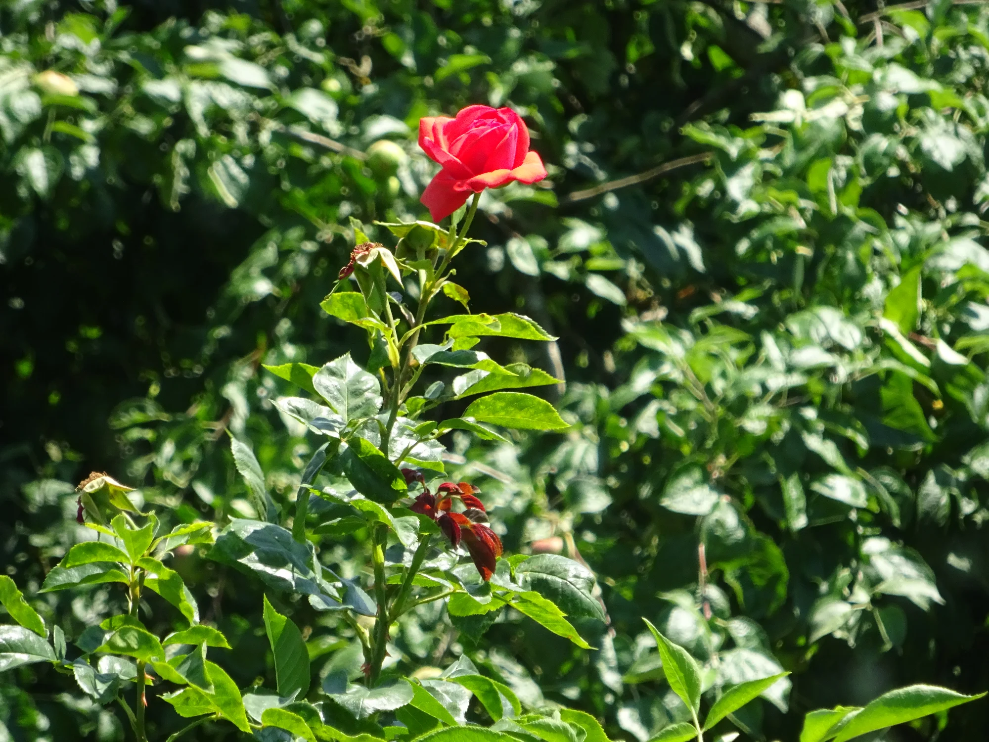 DSC04273.webp