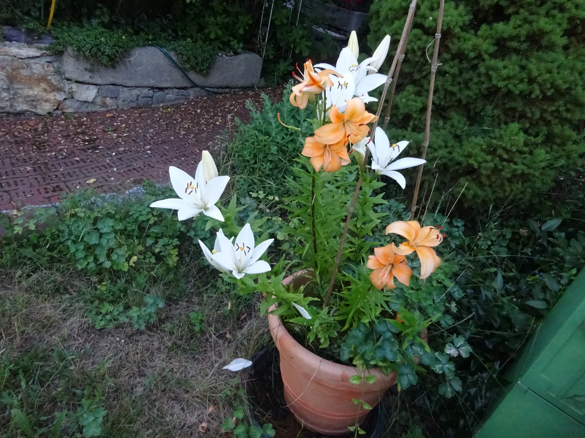DSC04277.webp
