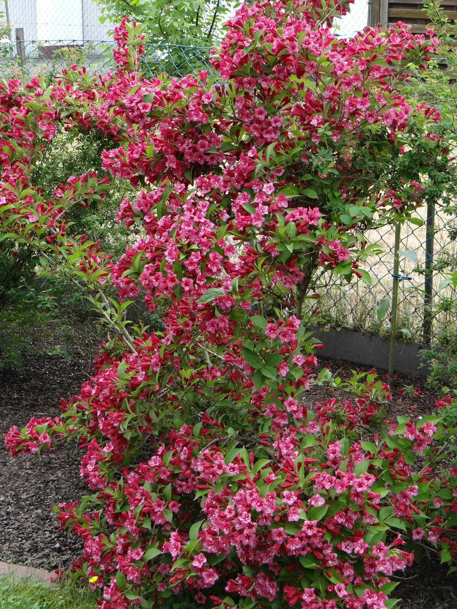 Weigelie richtig schneiden