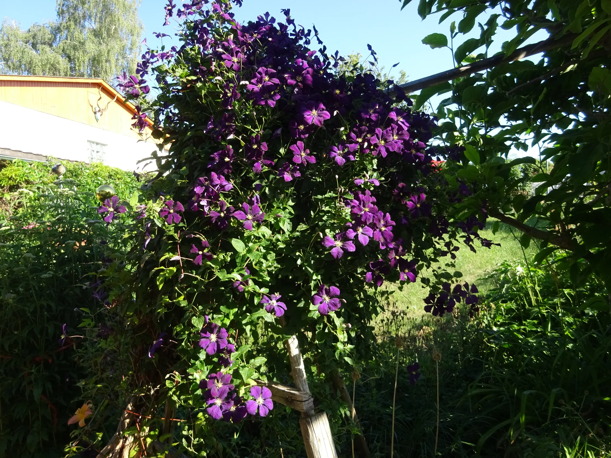 DSC04285.webp