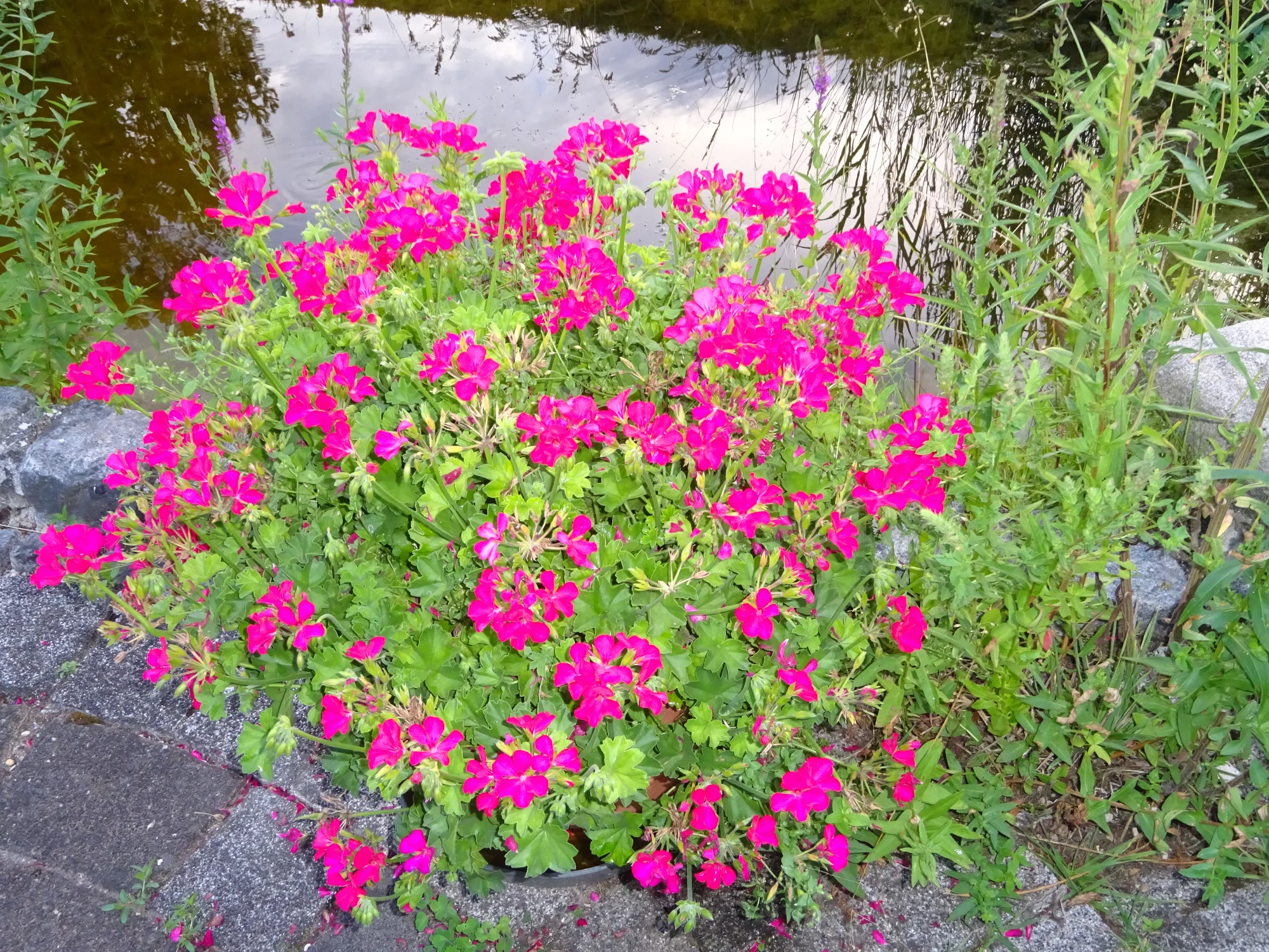 DSC04293.webp