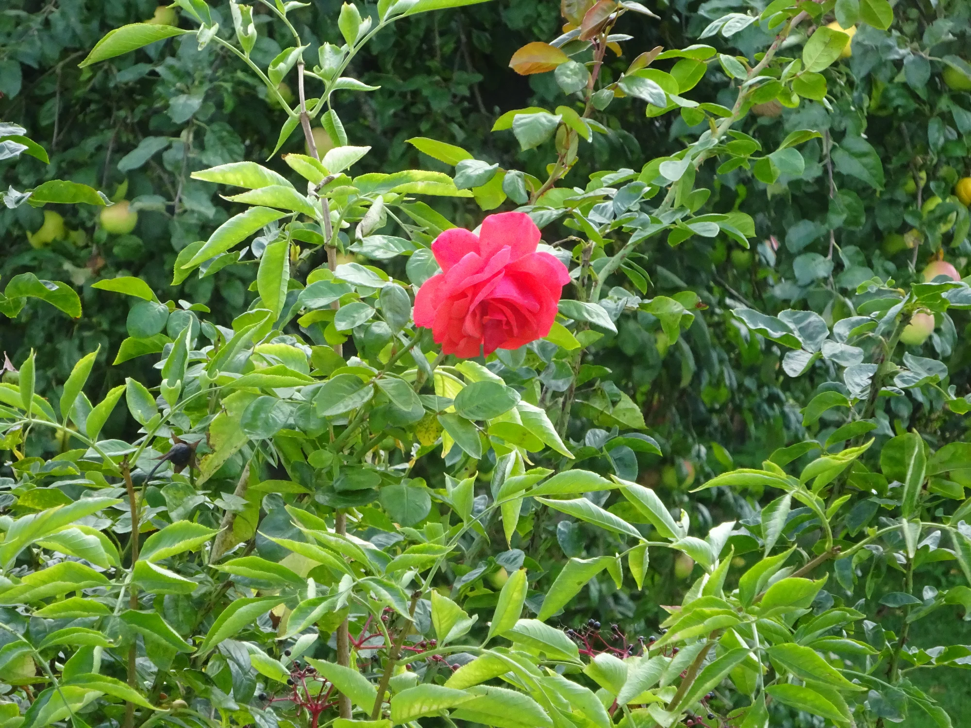 DSC04309.webp