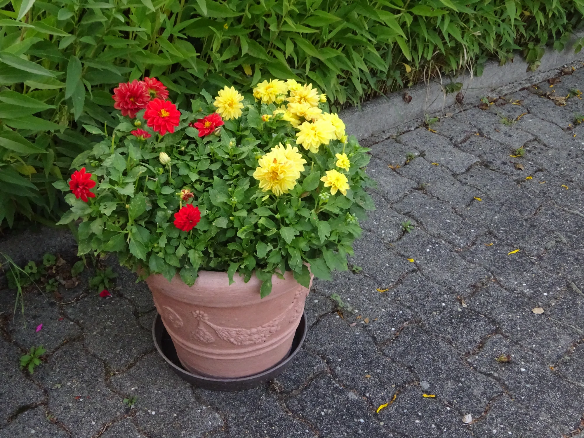 DSC04314.webp