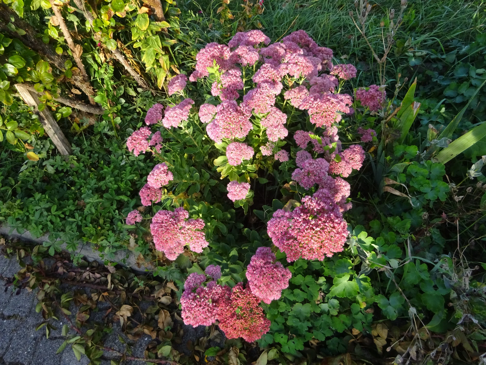 DSC04319.webp