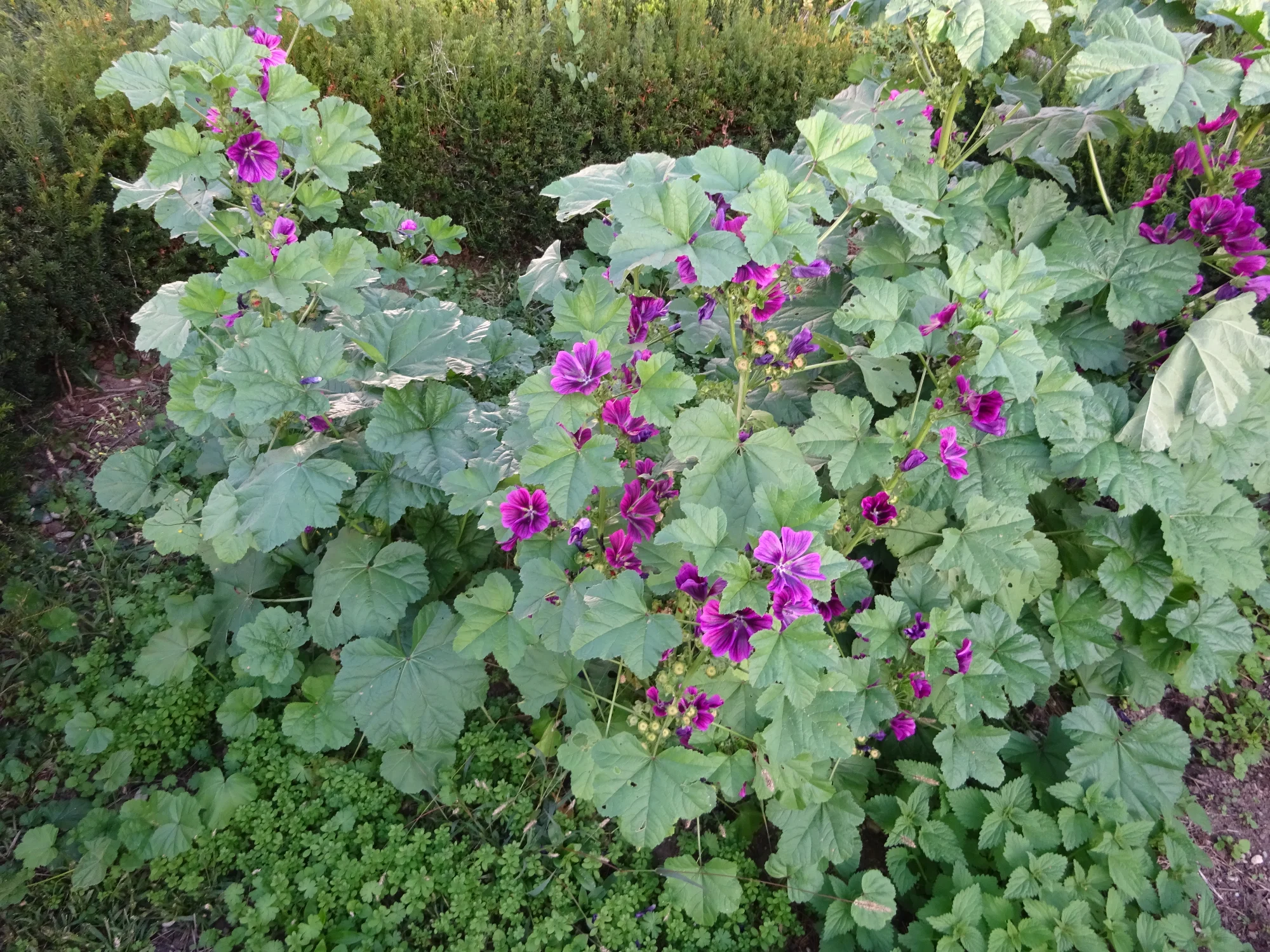 DSC04321.webp