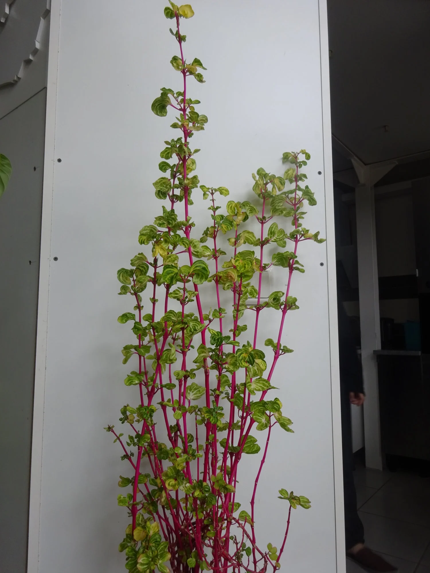 DSC04897 - Rotstamm Pfl. v. Indo.webp