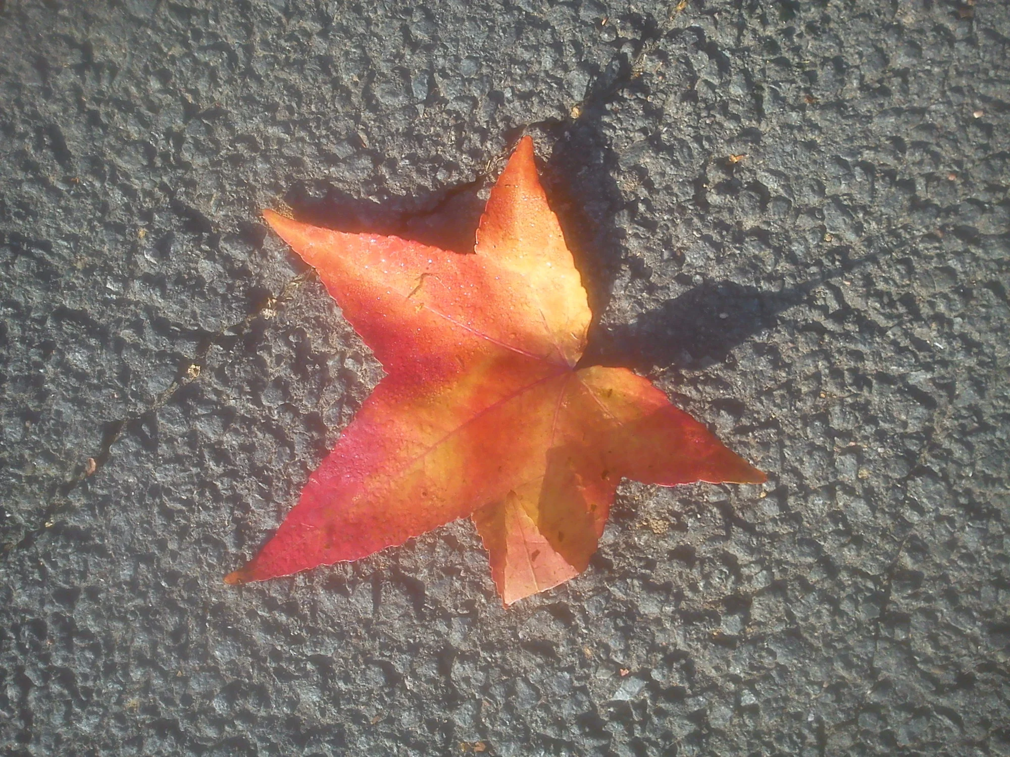 DSC05239.webp