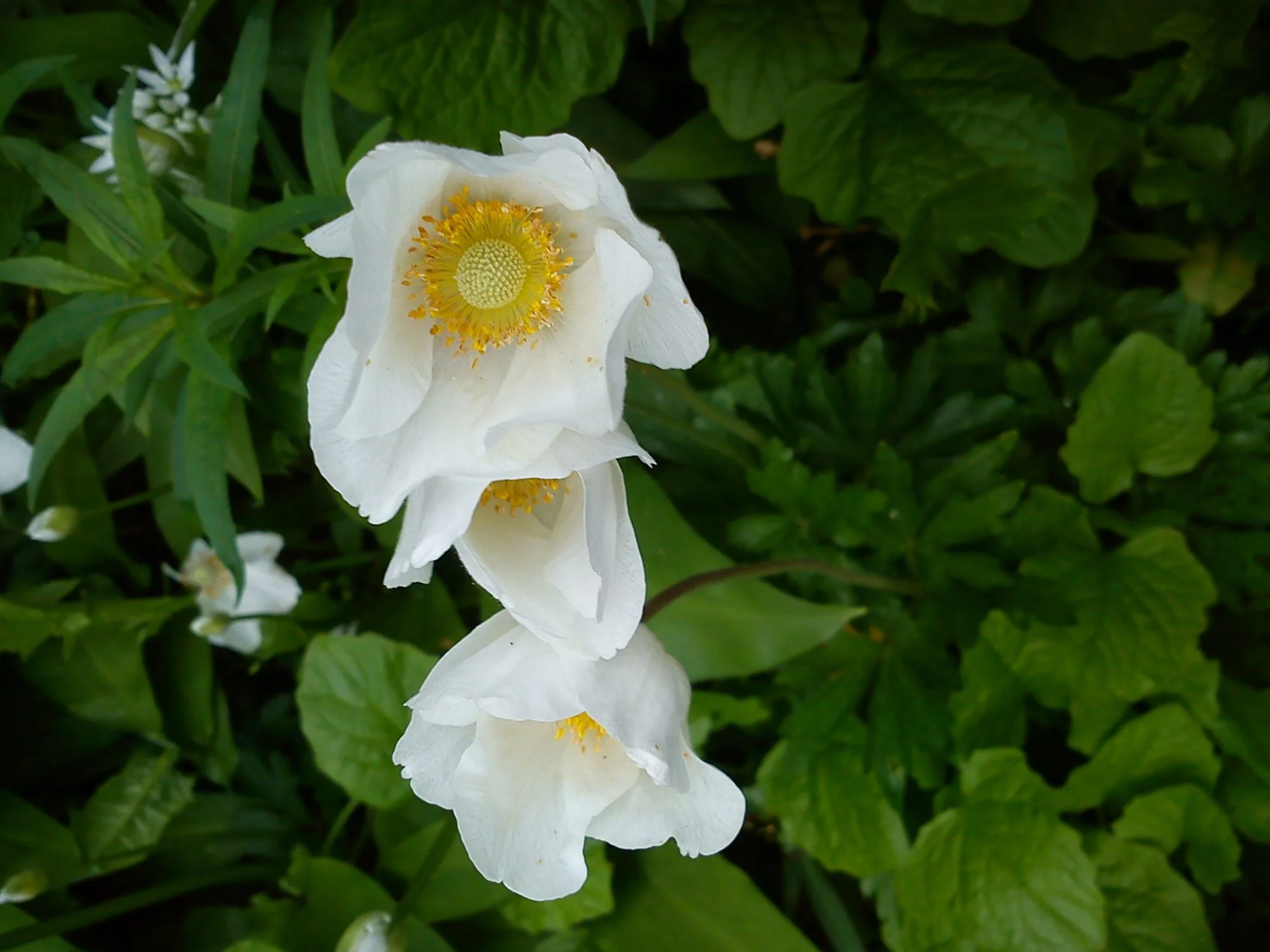 DSC05430.webp