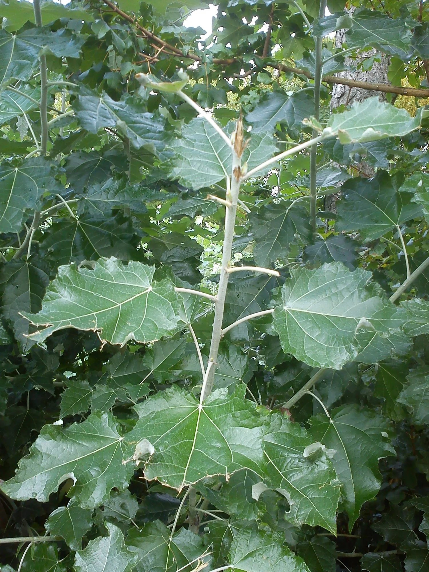 Welcher Busch ist das?