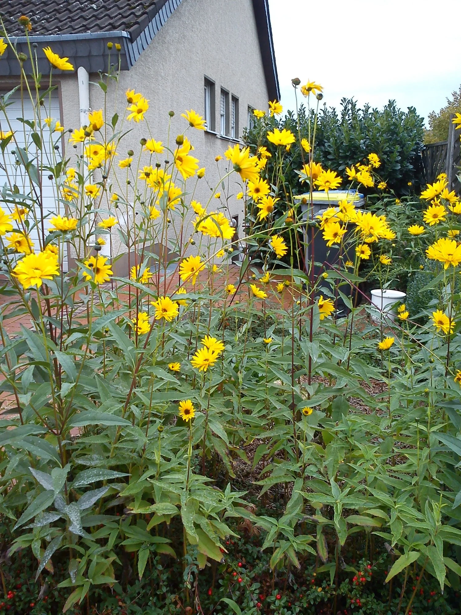 Tolle Blühpflanze