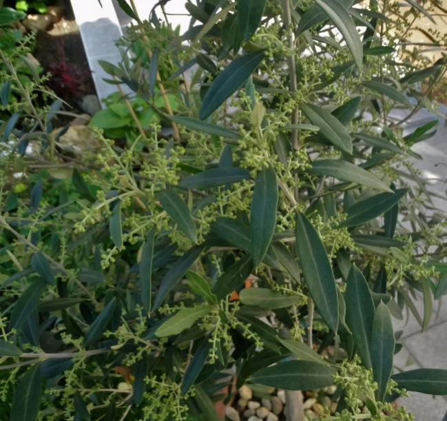 taxus media hillii 175 200 Taxus media 'Hillii'