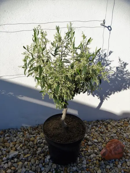 wie behandle ich meinen Olivenbaum richtig?? - Hausgarten.net