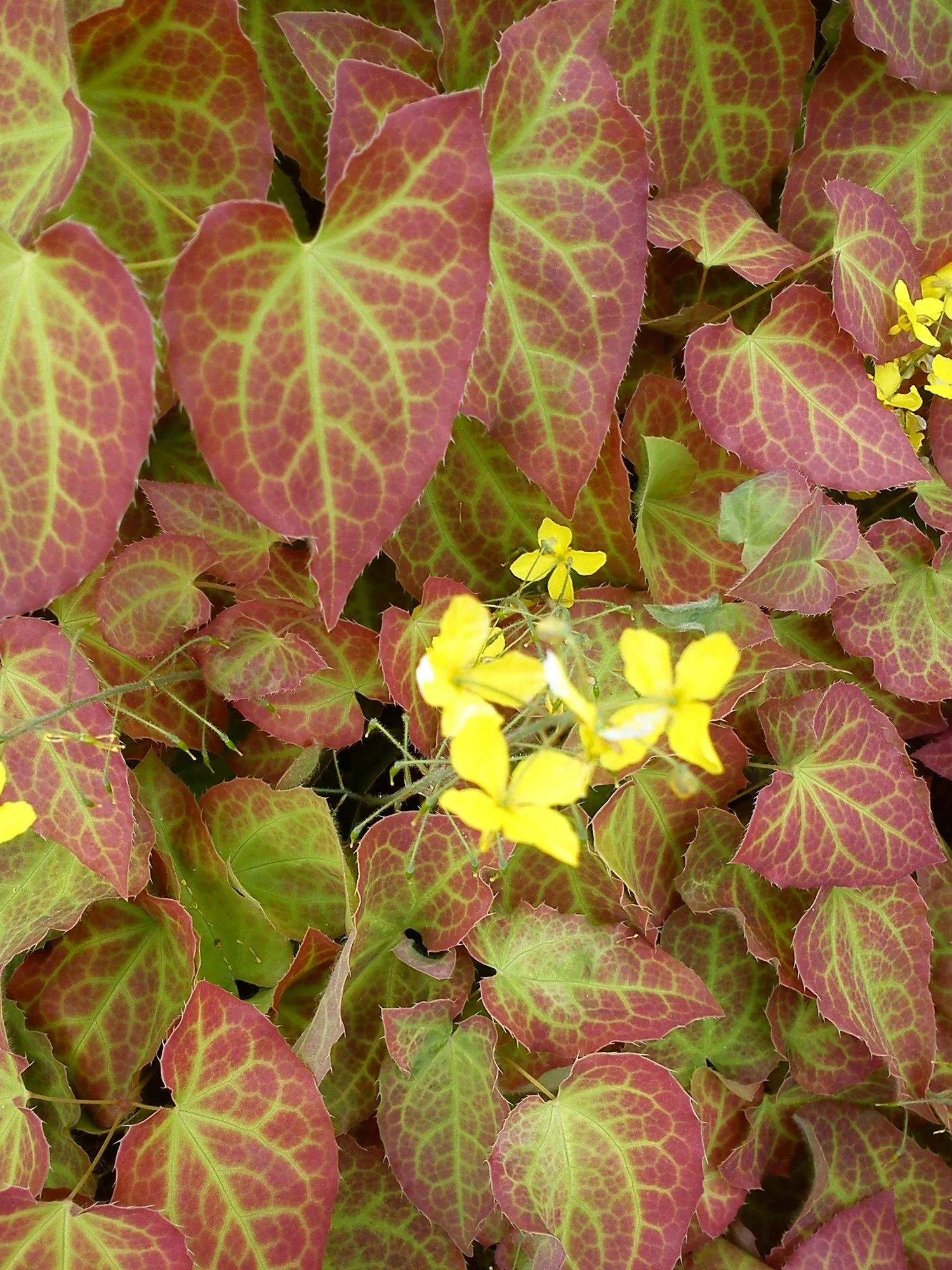 Gelöst Sehr hübscher Bodendecker mit Blüte (Epimedium/Elfenblume