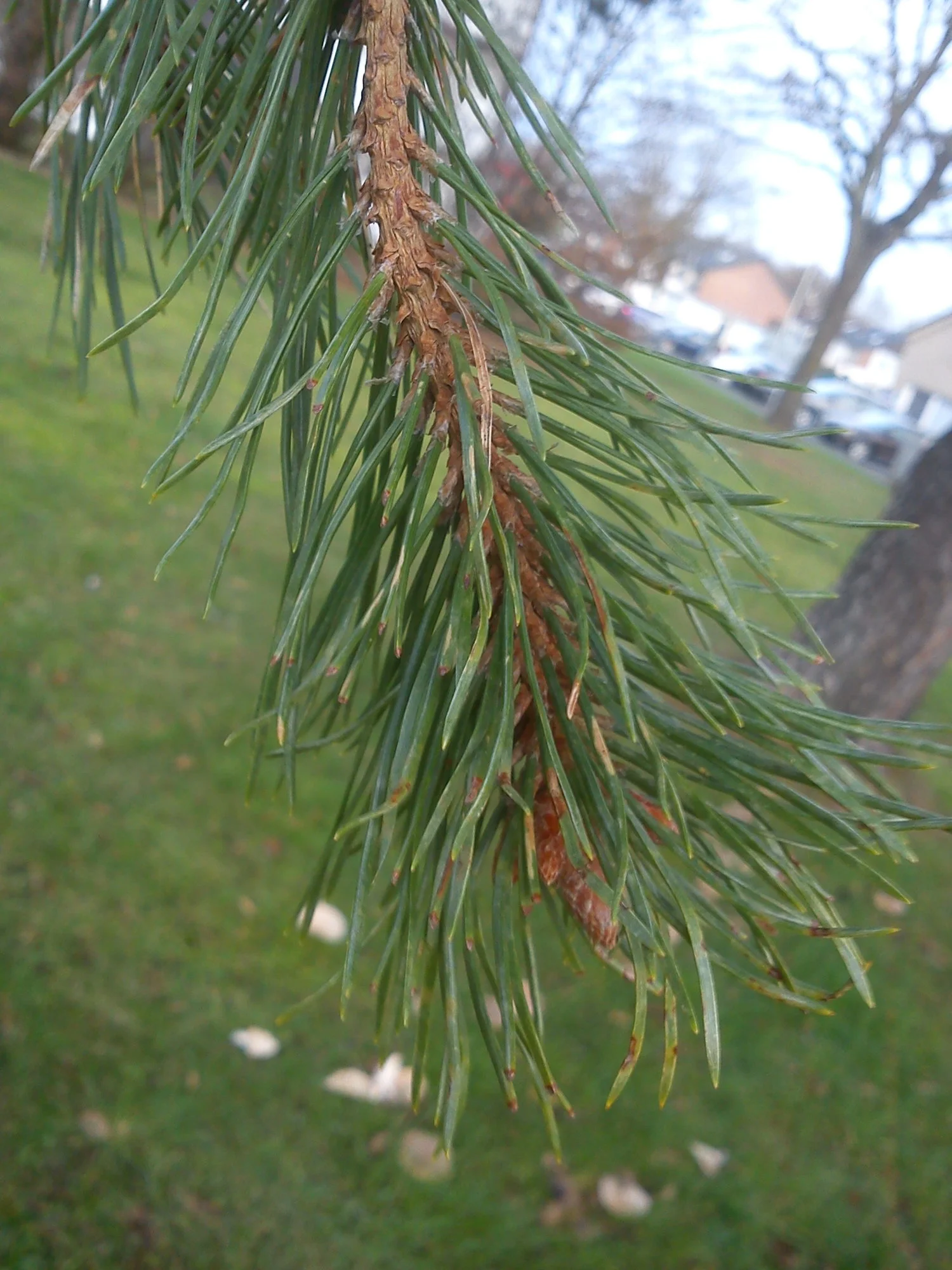 DSC07014.webp