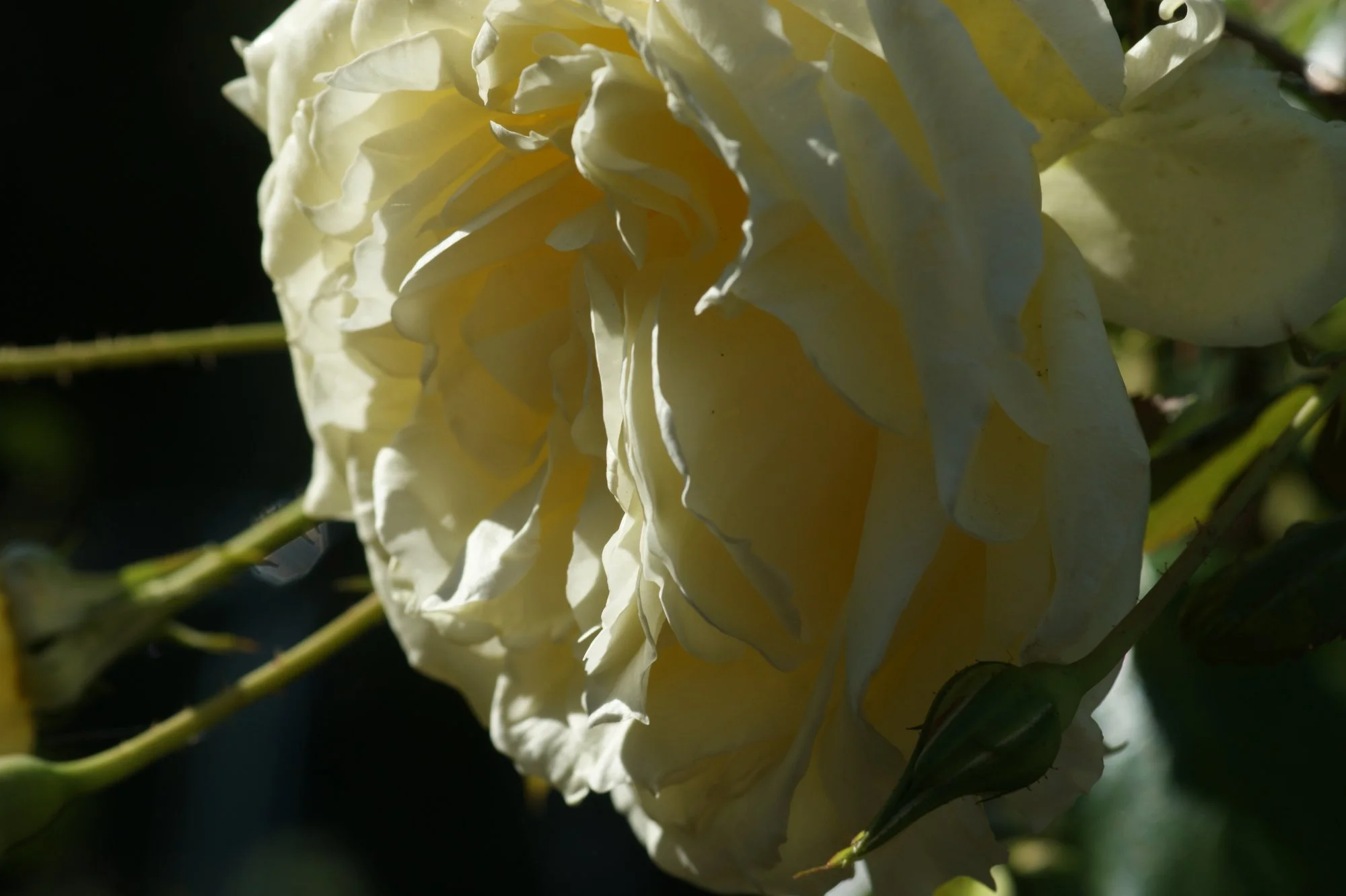 DSC07059.webp
