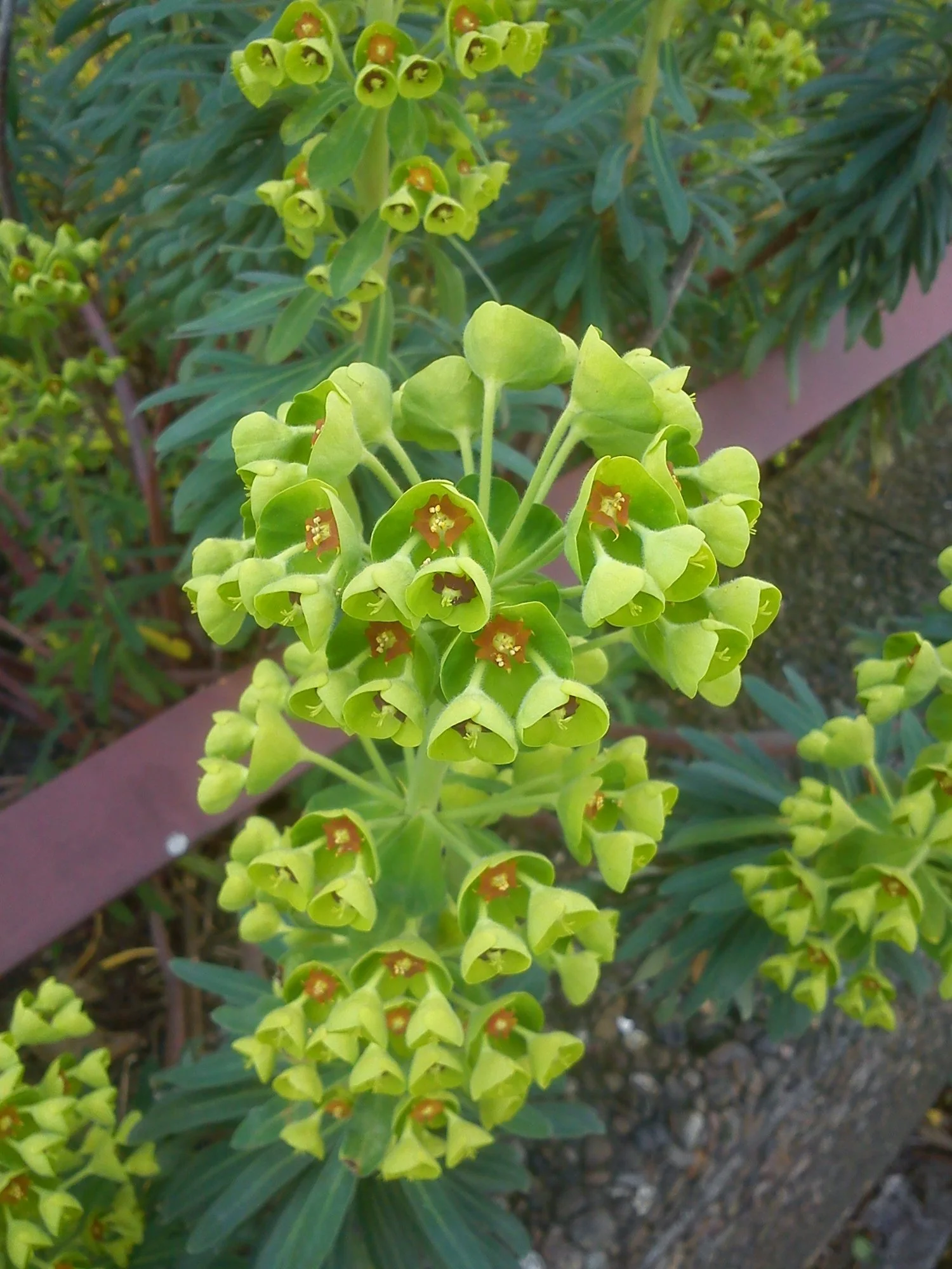 DSC07132.webp