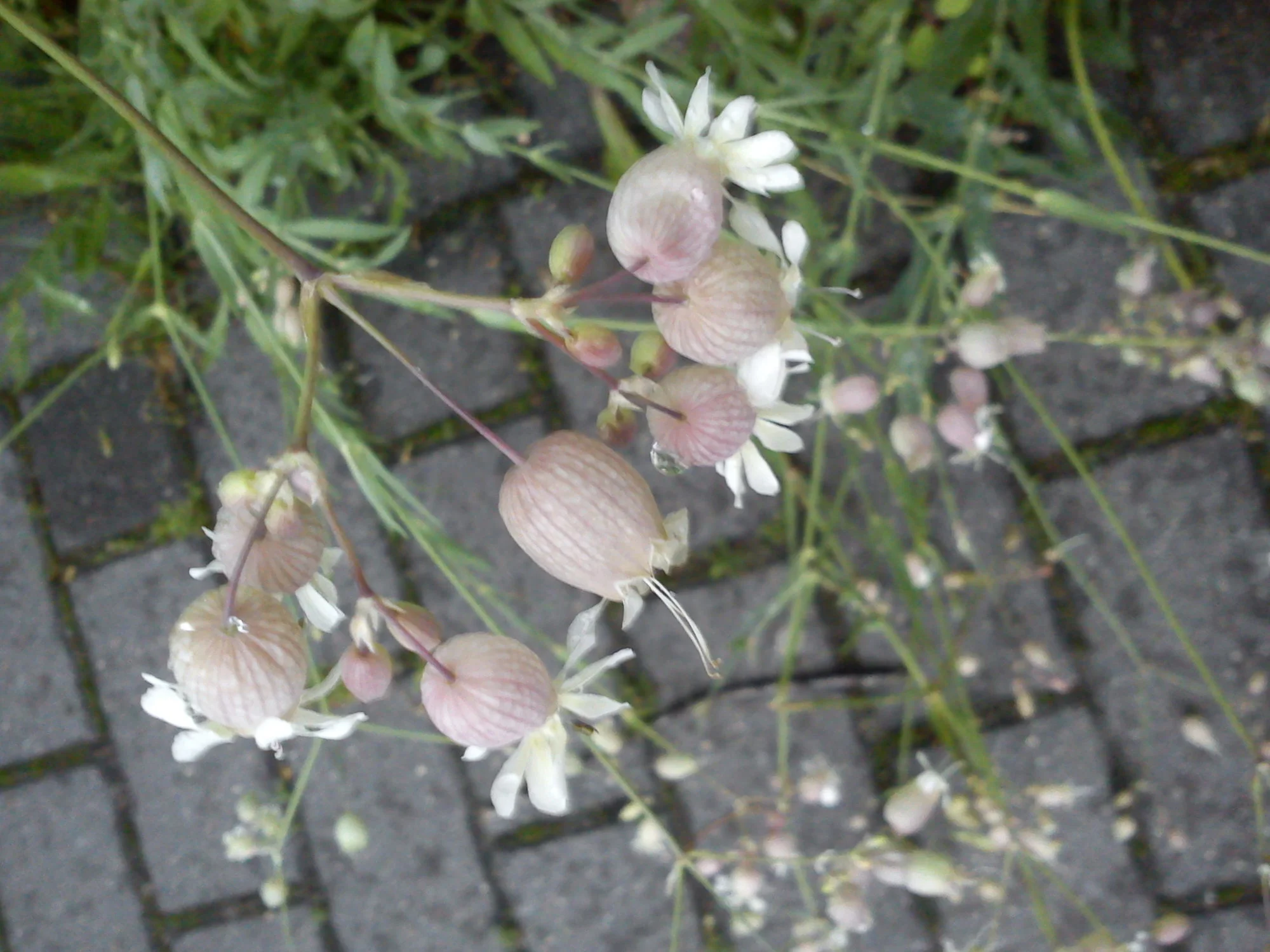 DSC07894.webp