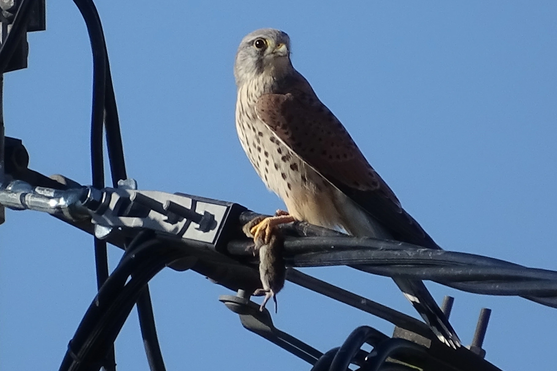 DSC08480a.webp