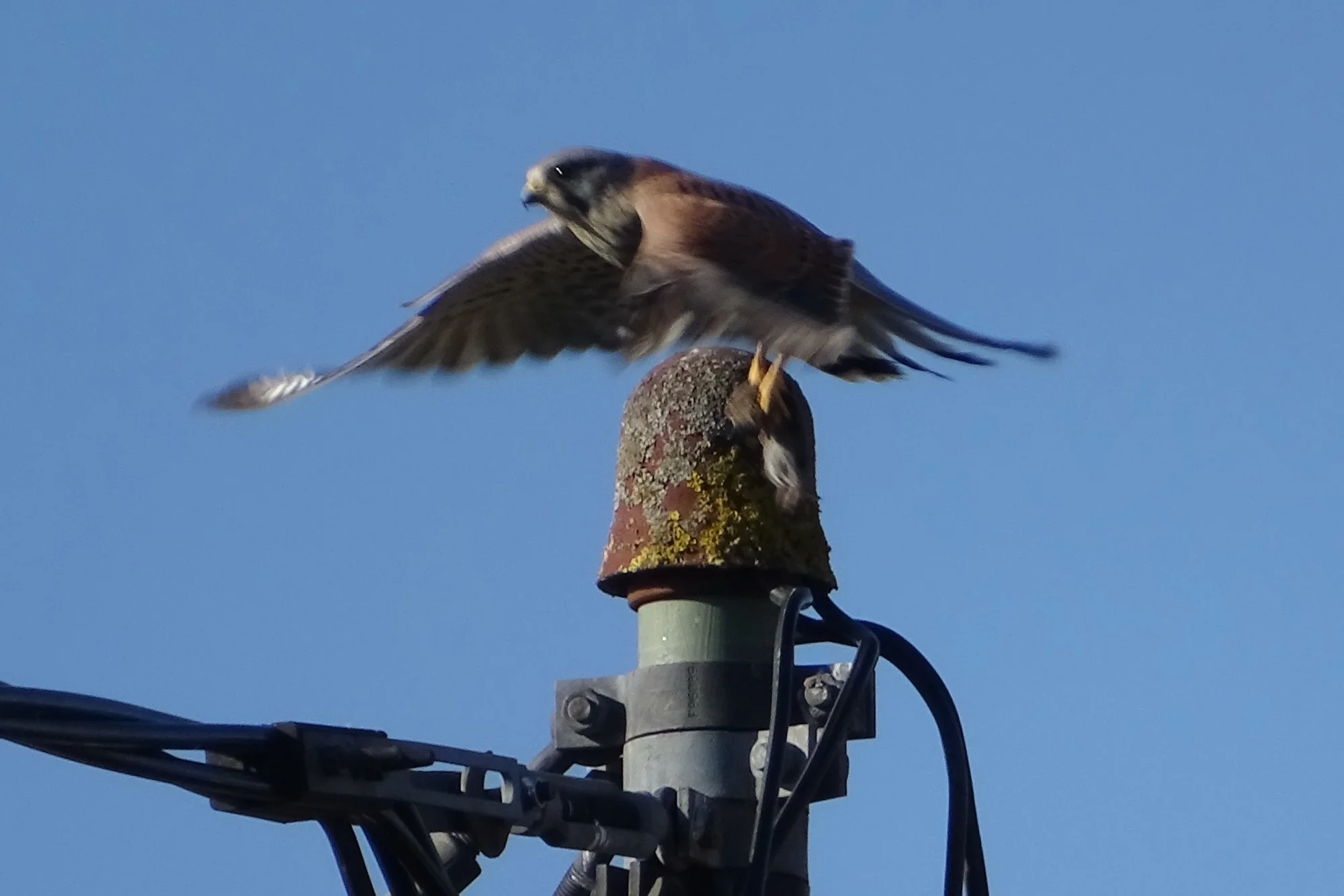 DSC08484a.webp