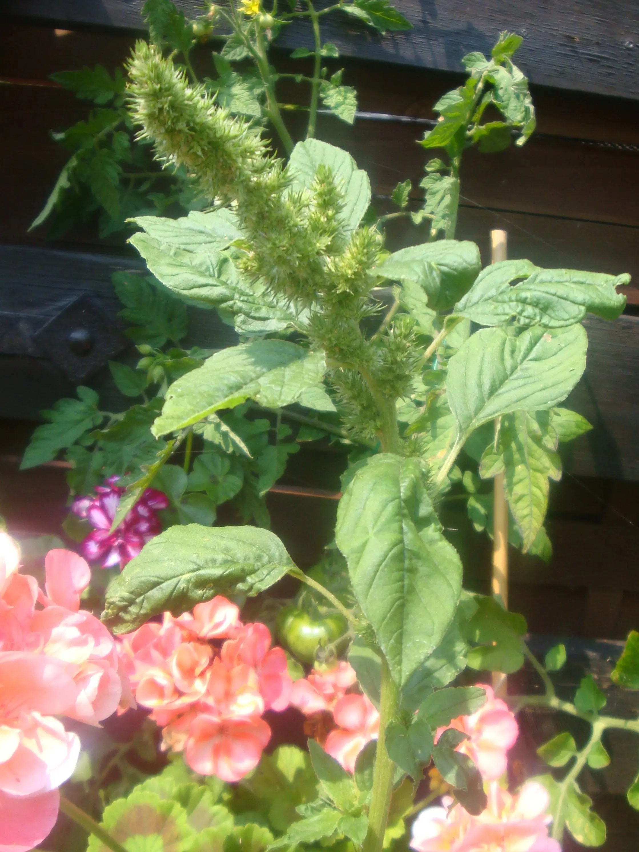 Gelöst Wie heißt diese Pflanze???Amaranth