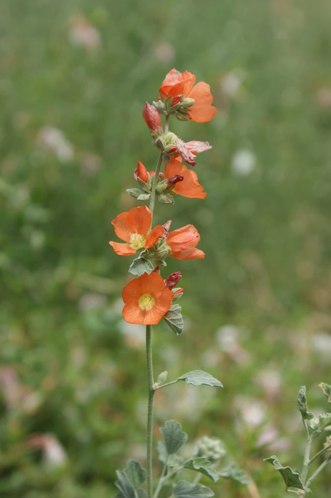 Wie heisst diese Blume?
