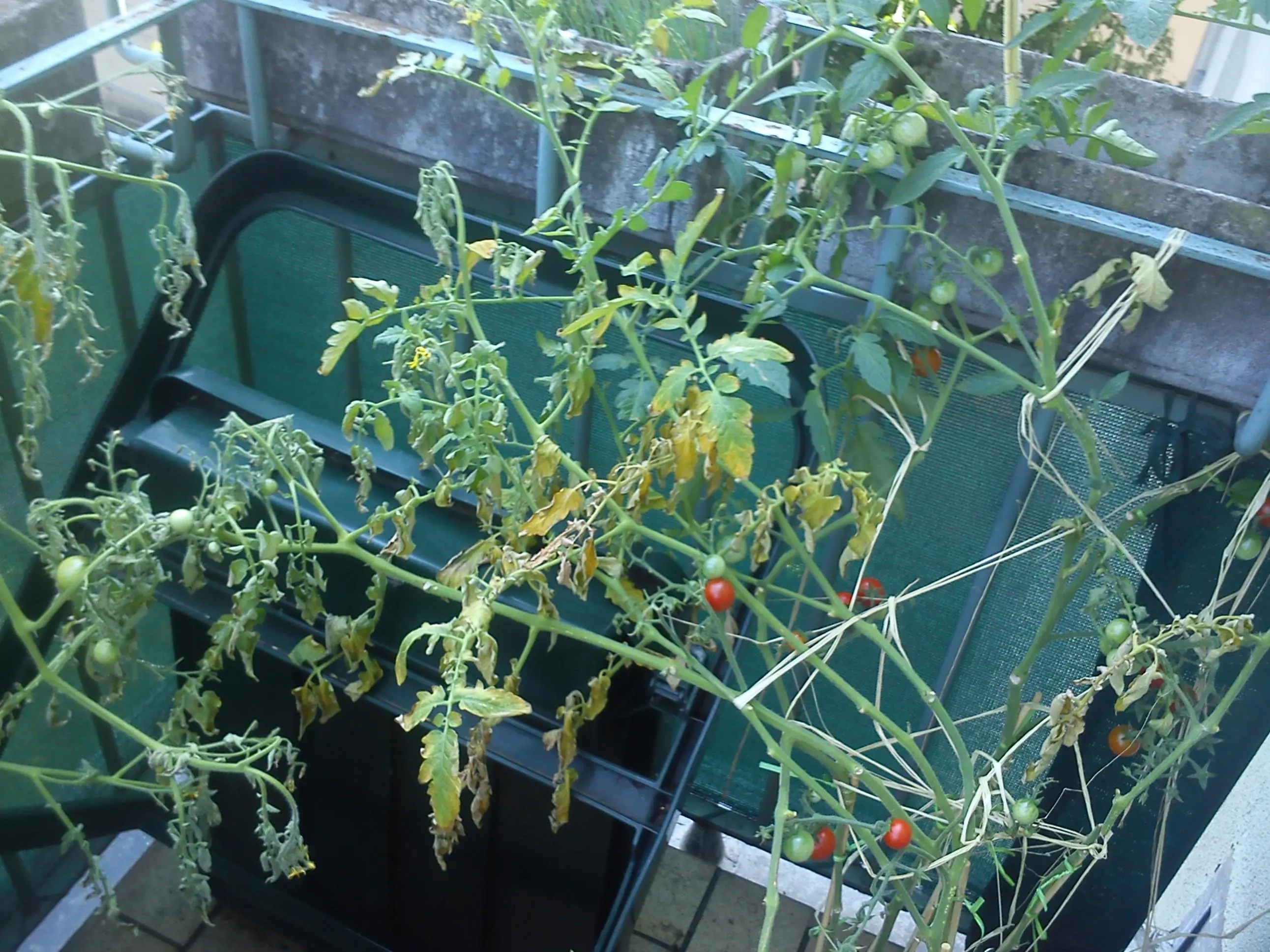 Was haben meine Tomaten? ( Blätter verfärben sich gelb
