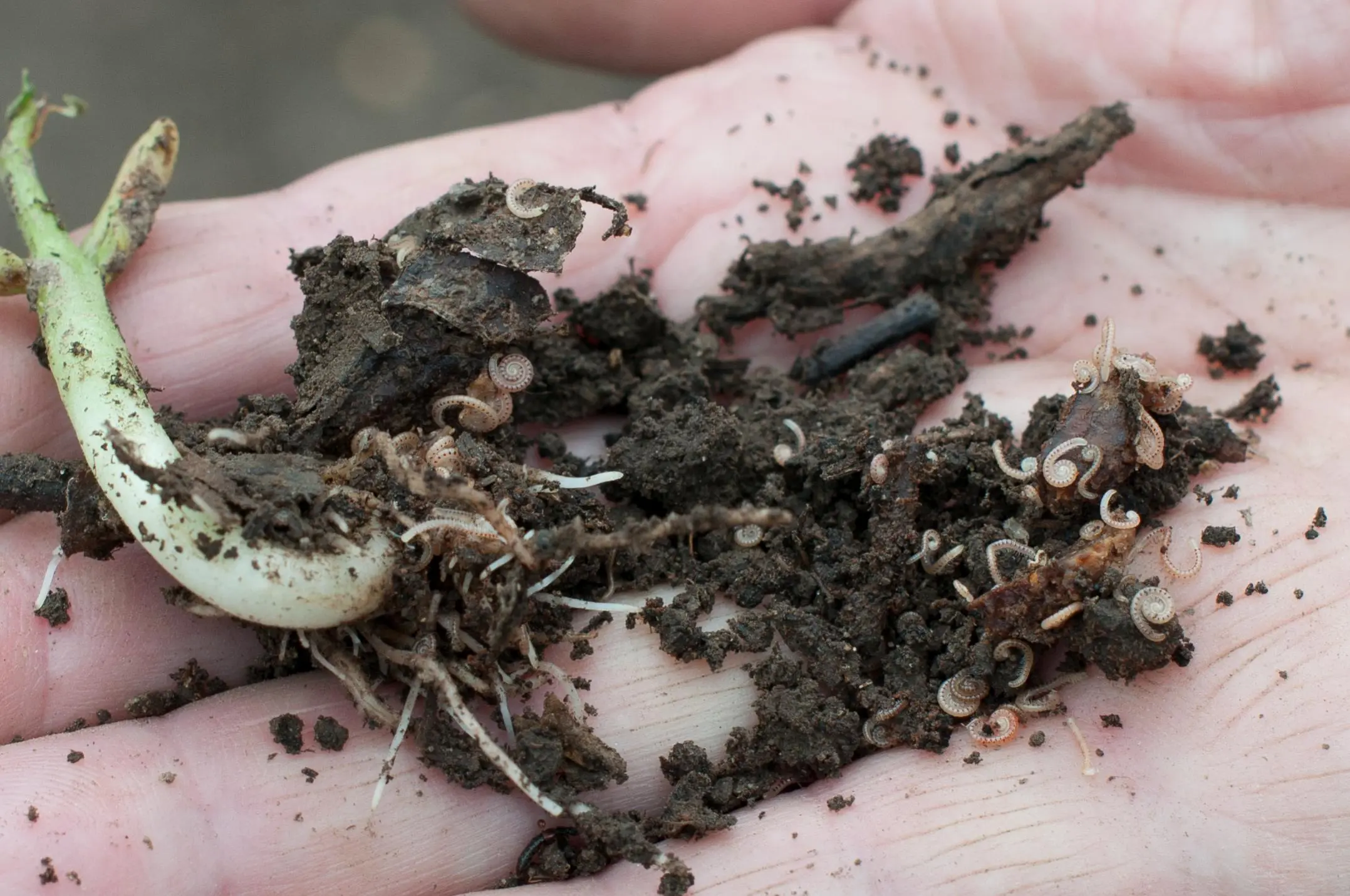 Schädlingsbestimmung kleine wurmartige Schädlinge im Boden