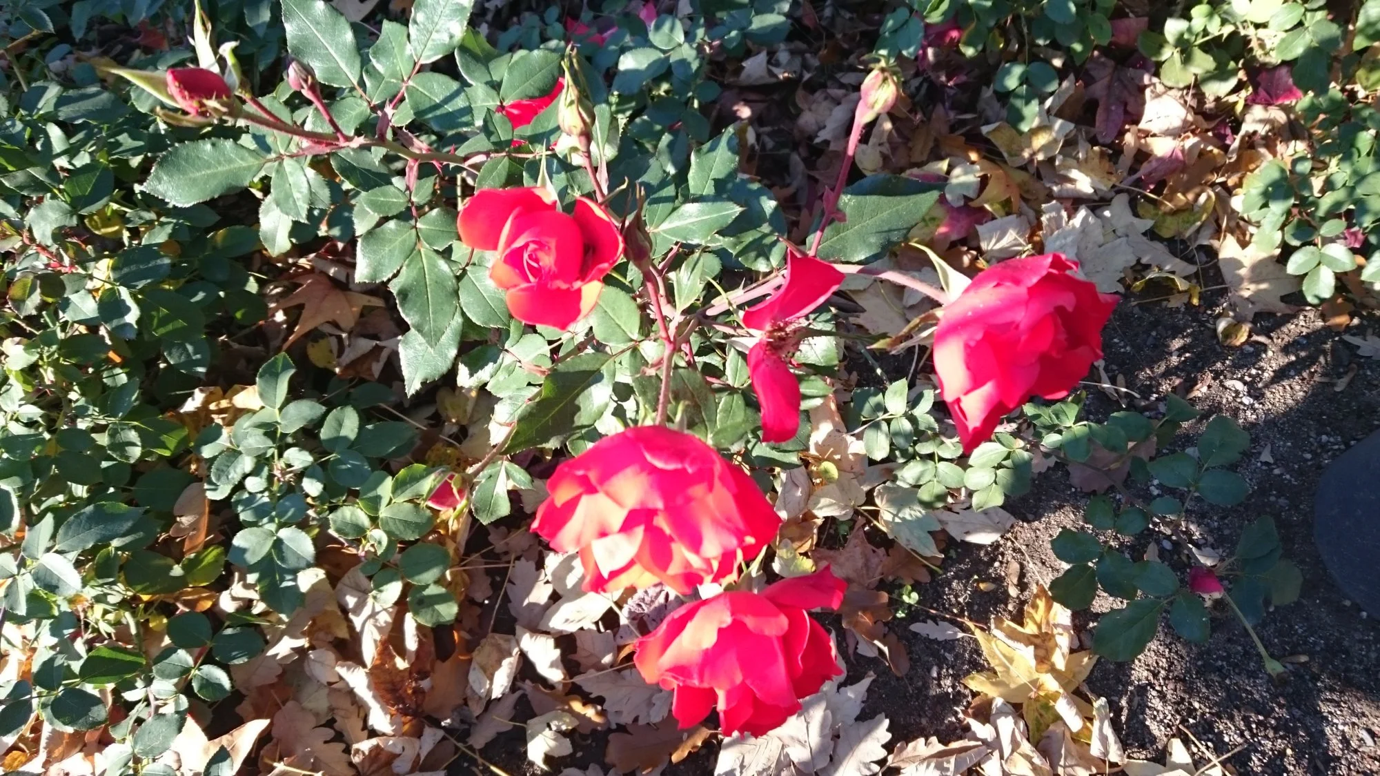 DSC_0227.webp