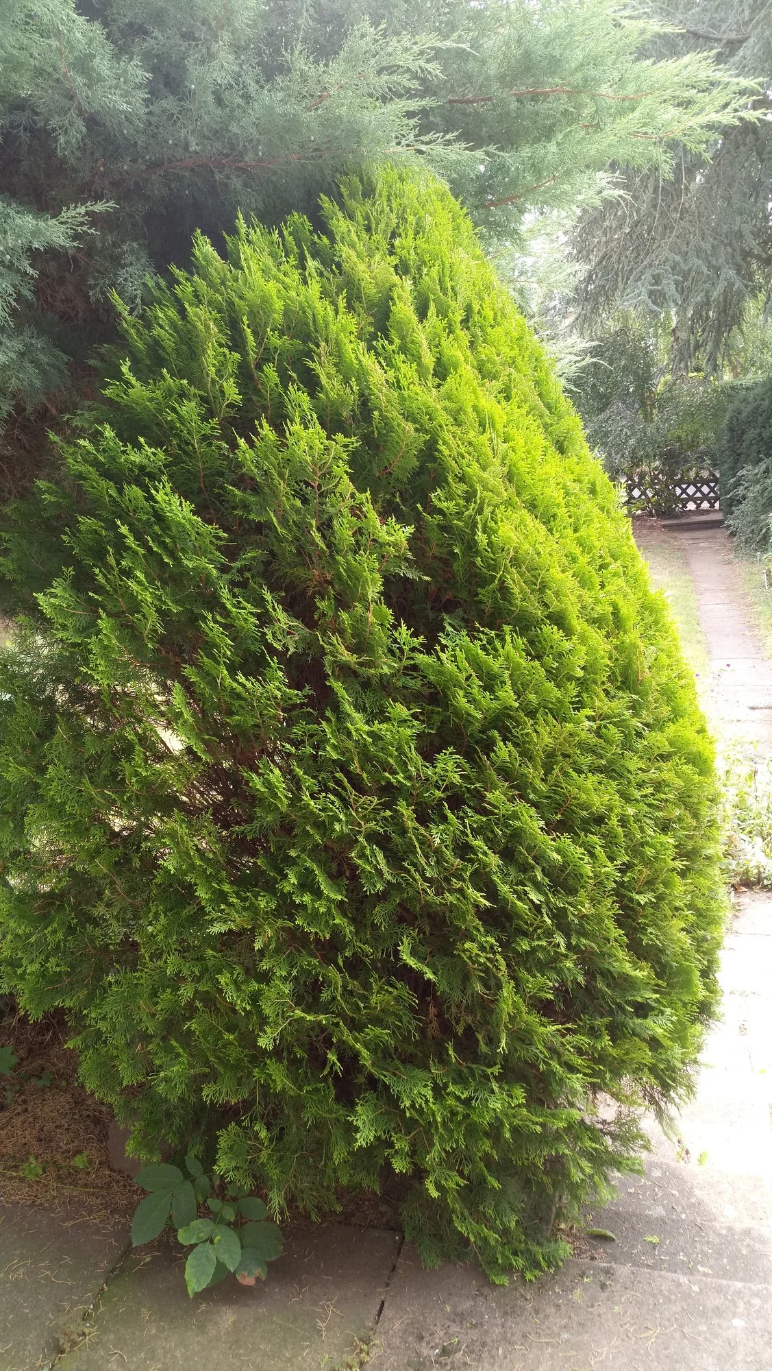 Lebensbaum /Thuja zu verschenken