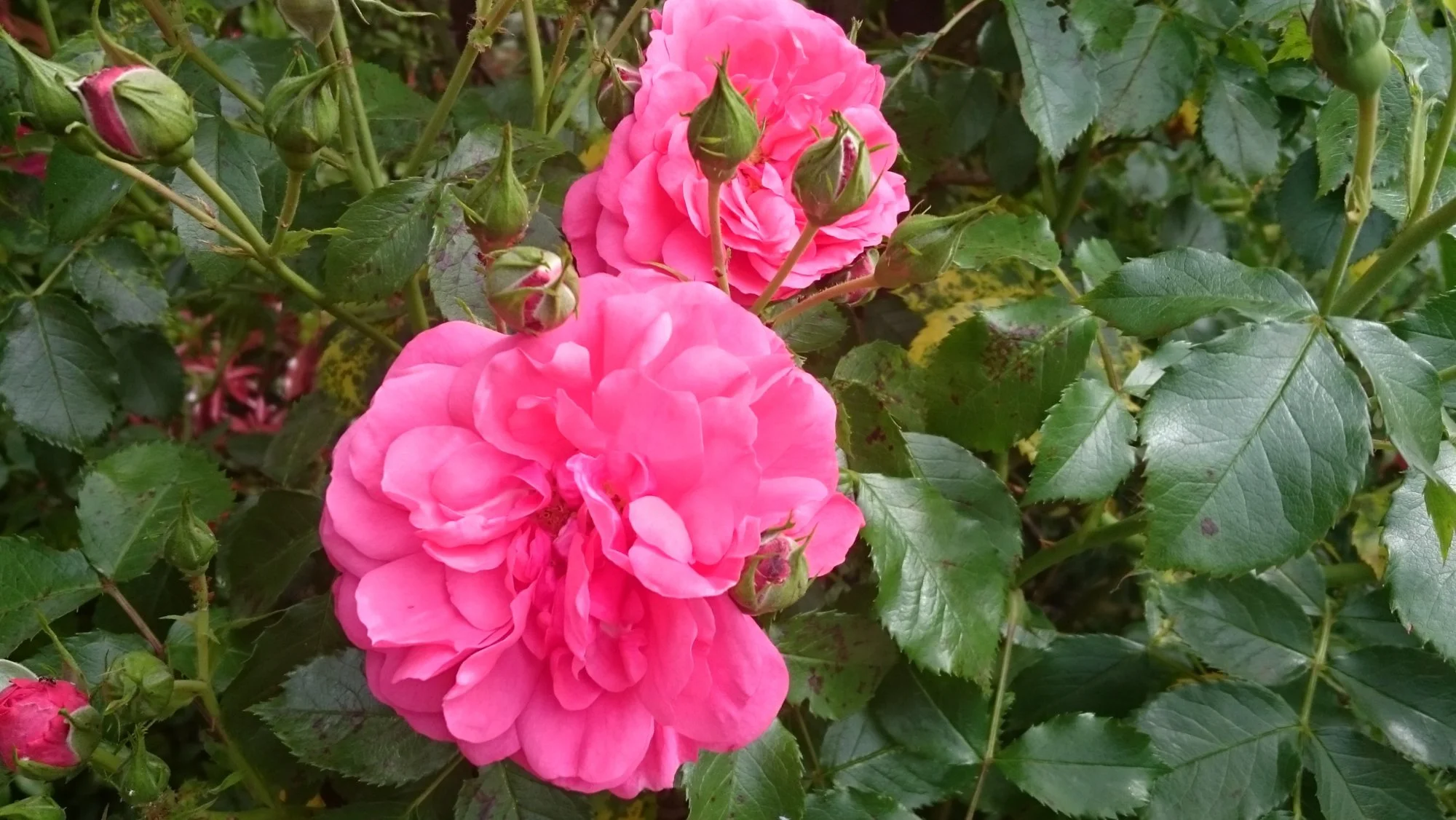 DSC_0573 (2).webp