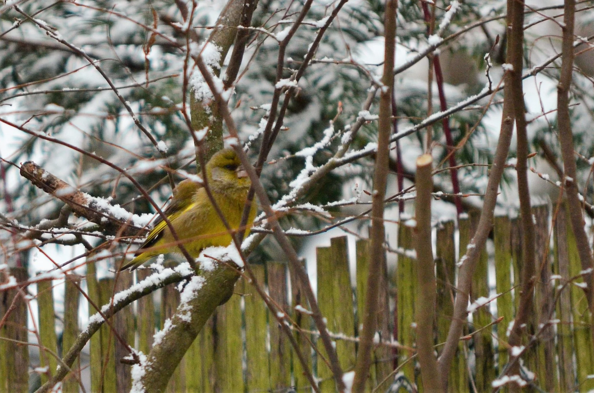 DSC_0575 (2).webp