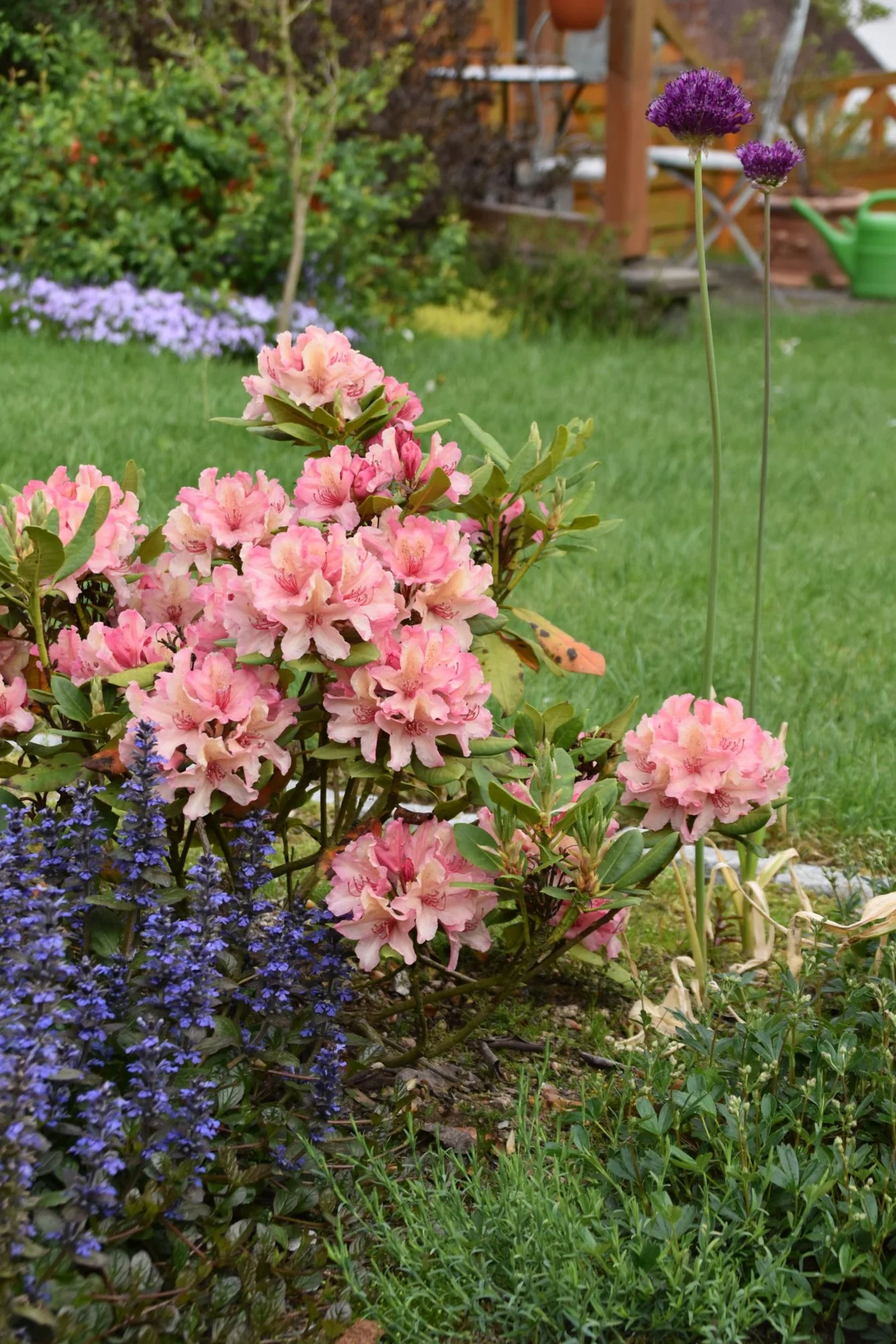 Rhododendron als Hecke? Ja, Nein, Vielleicht?