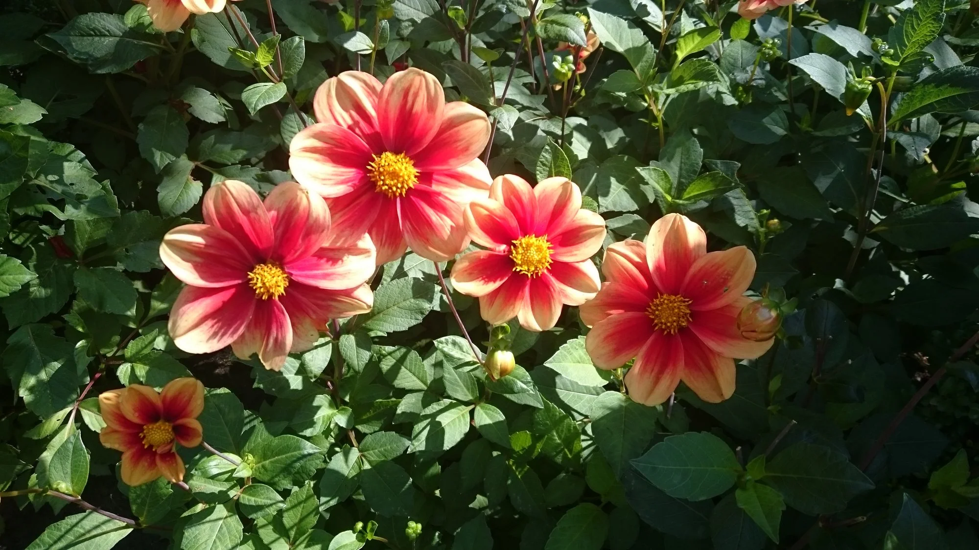 DSC_1101.webp
