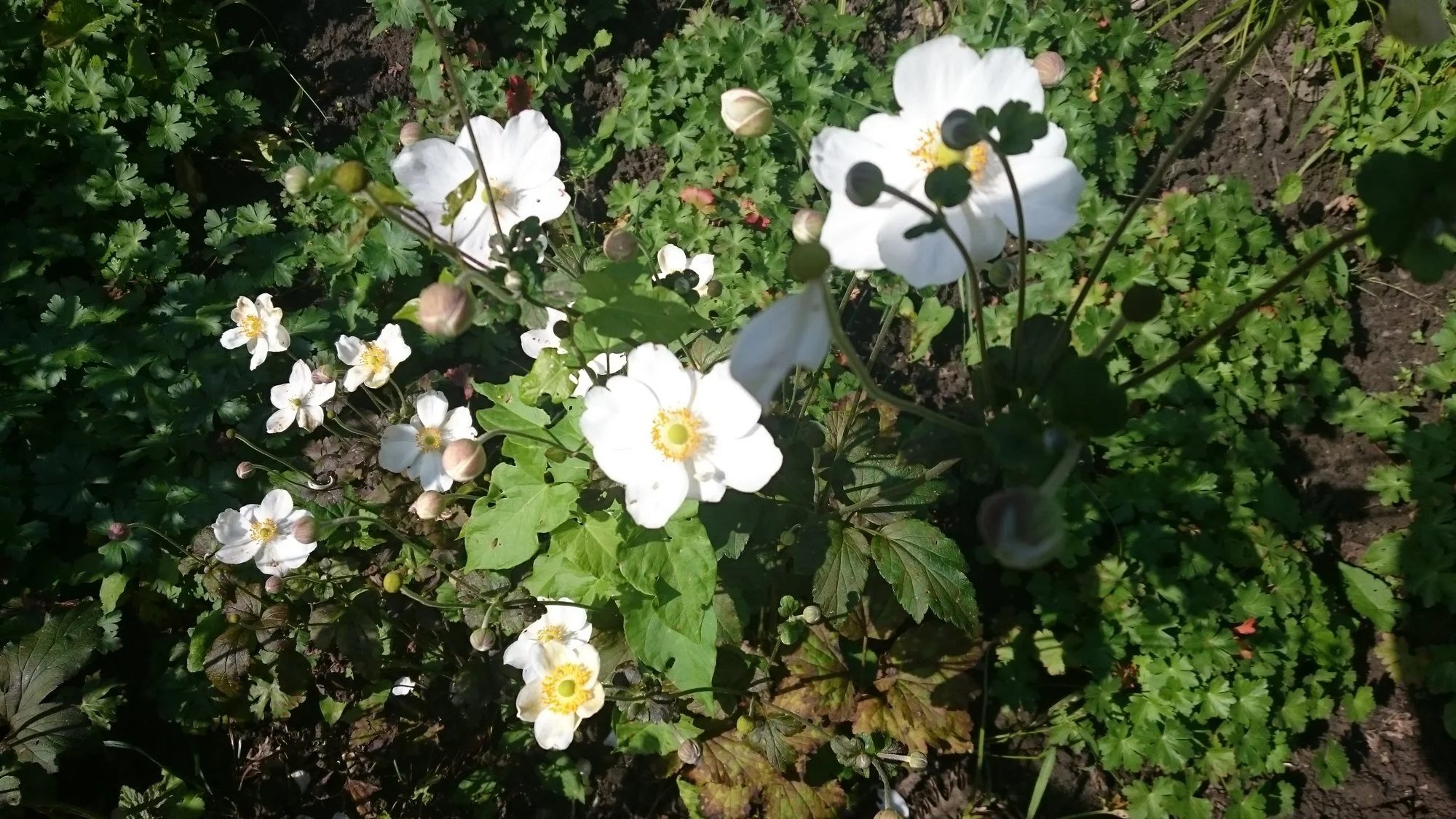 DSC_1137 (2).webp