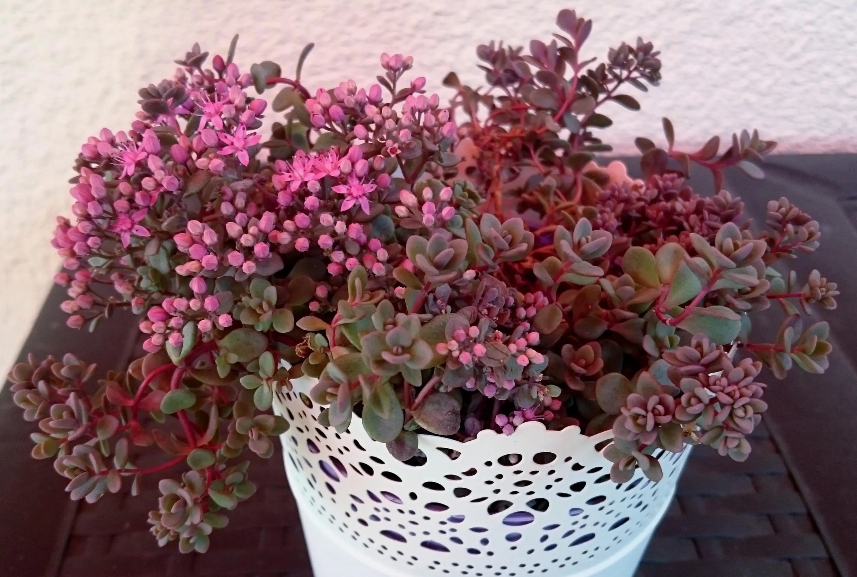 Welche rosa blühende Pflanze (Sukkulente?) bin ich?