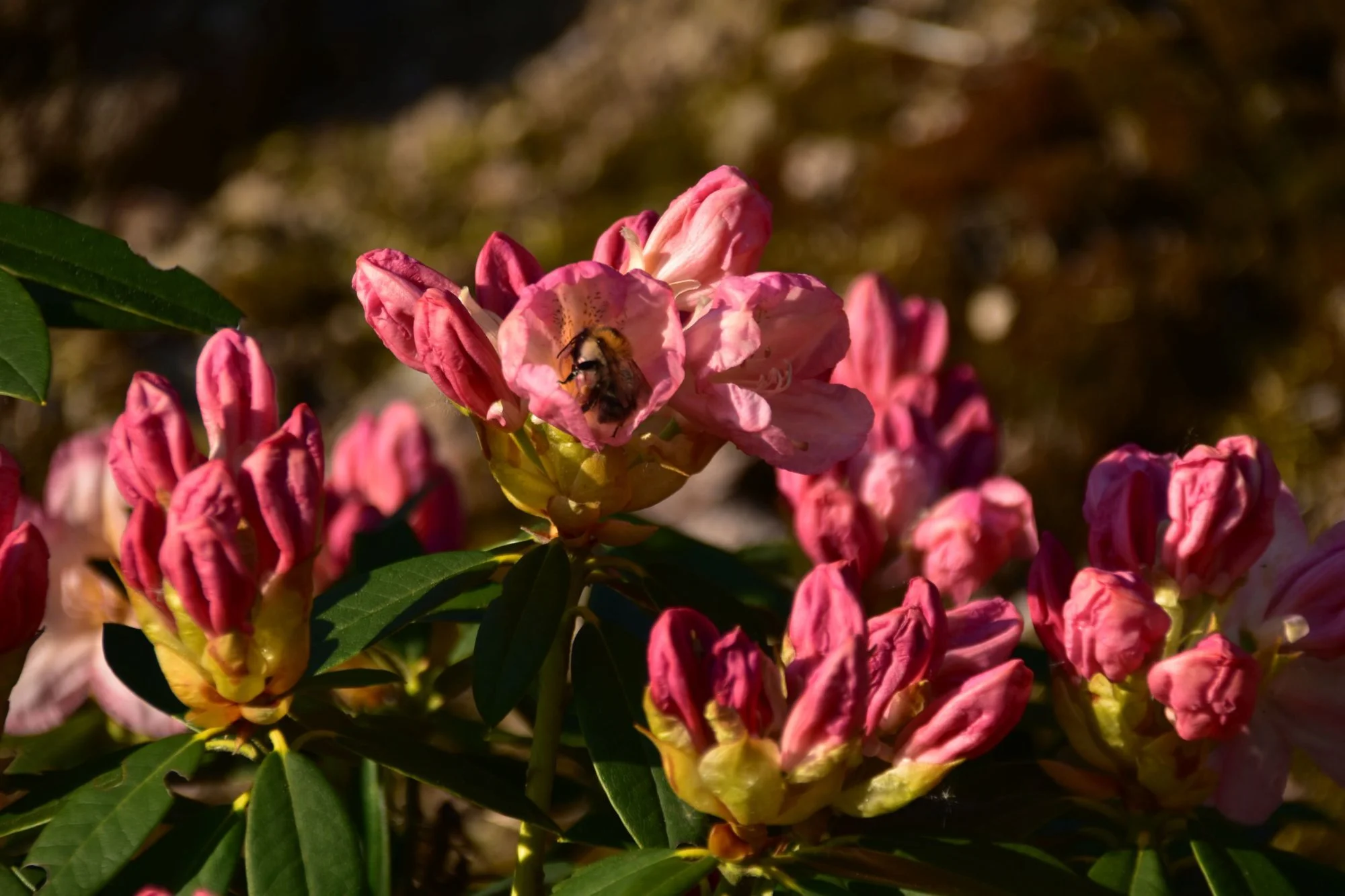 30+ Rhododendron Als Hecke Pflanzen, Zudem sind die blätter, samen