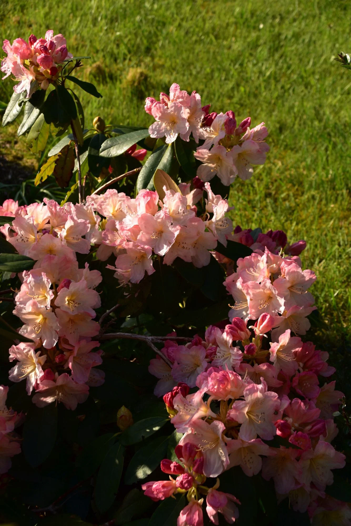 DSC_286.webp