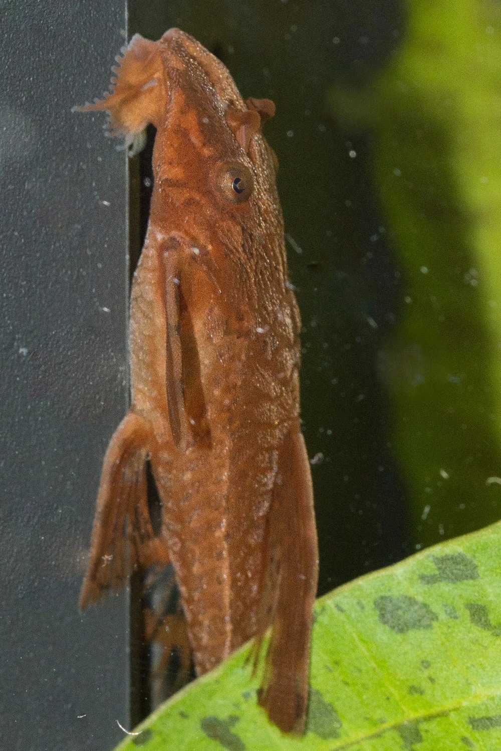DSC_3561.webp