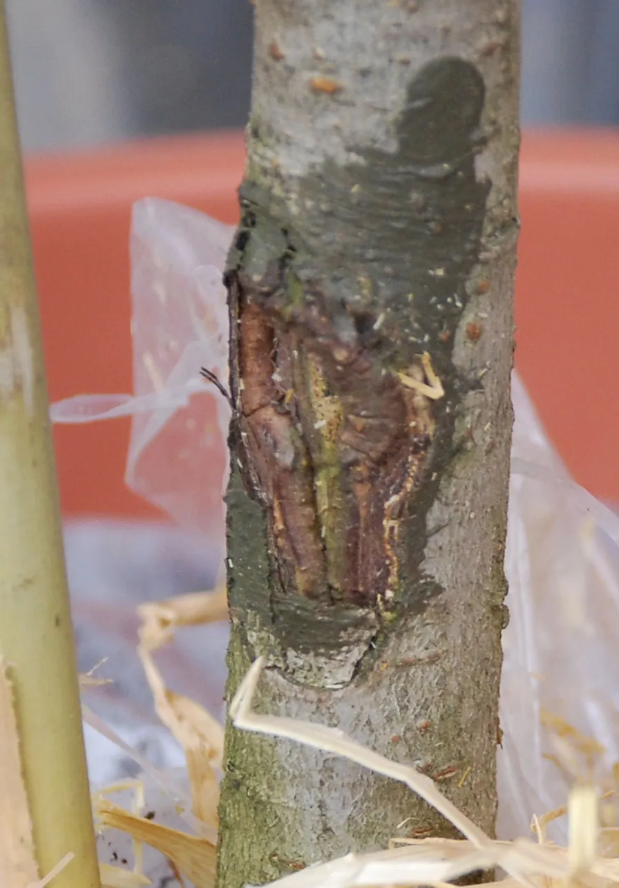 Dringend: Was ist das? - Merkwürdige Stelle an Birnbaum-Stamm ...