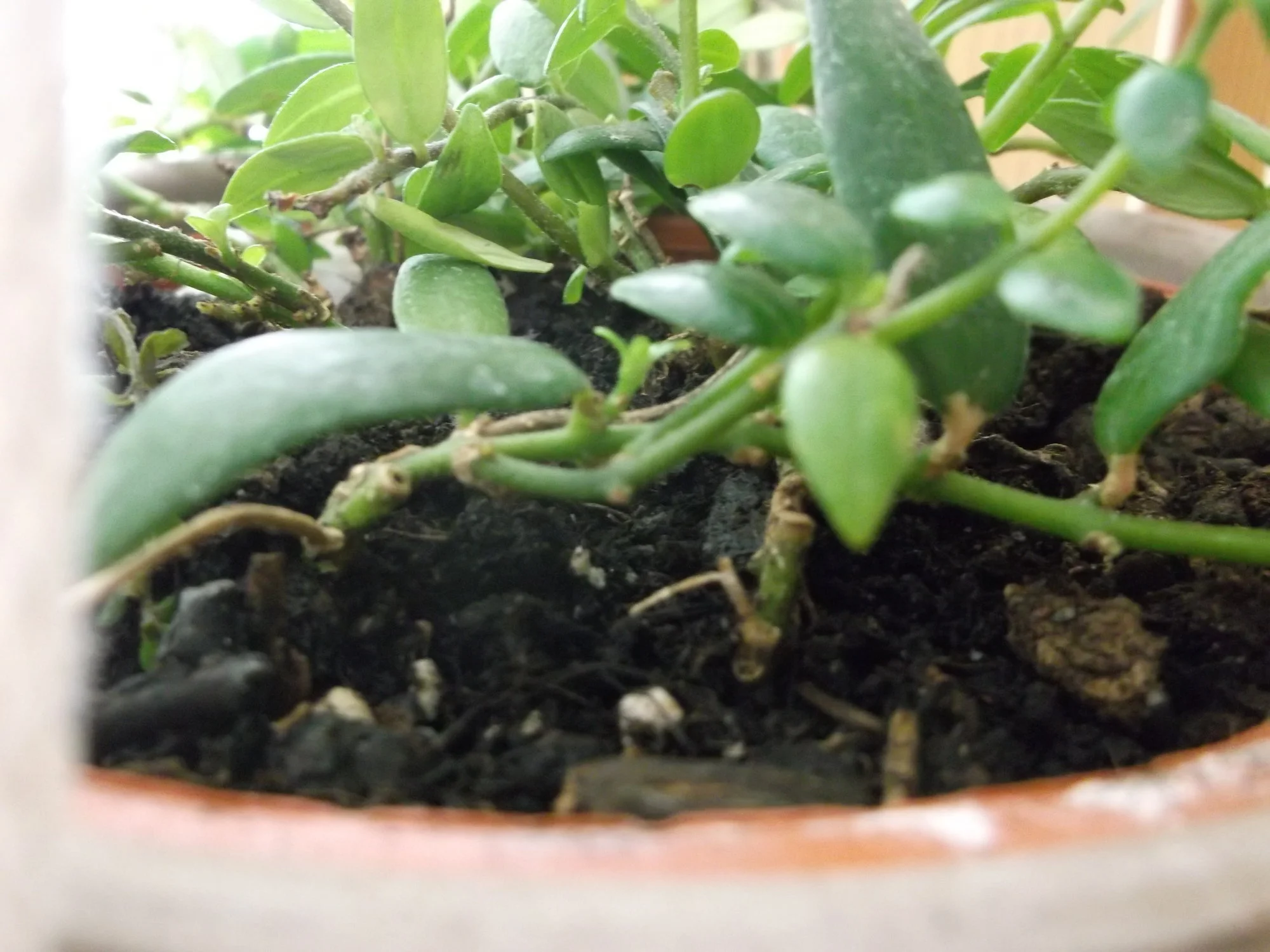 DSCF0686.webp