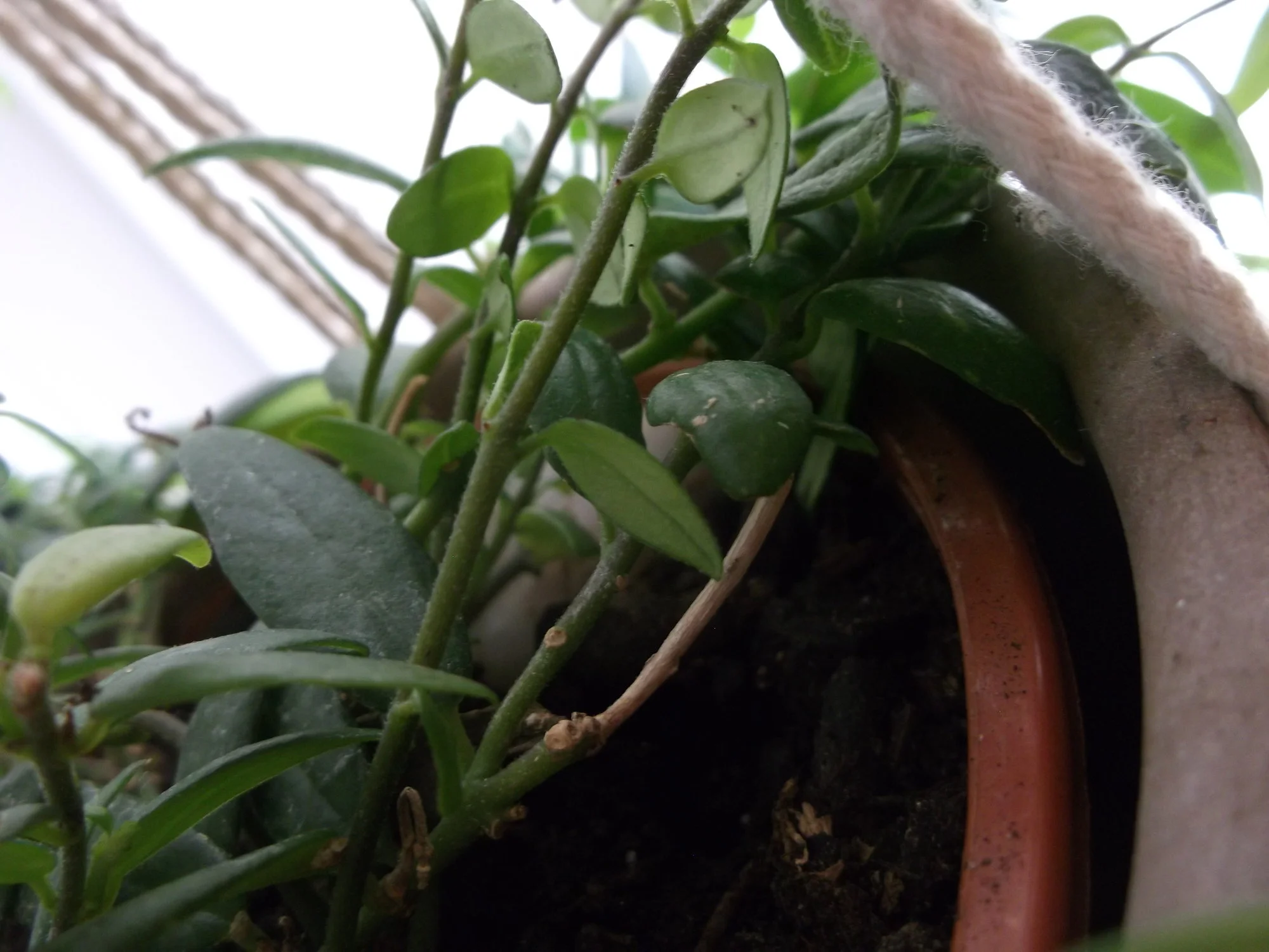 DSCF0690.webp