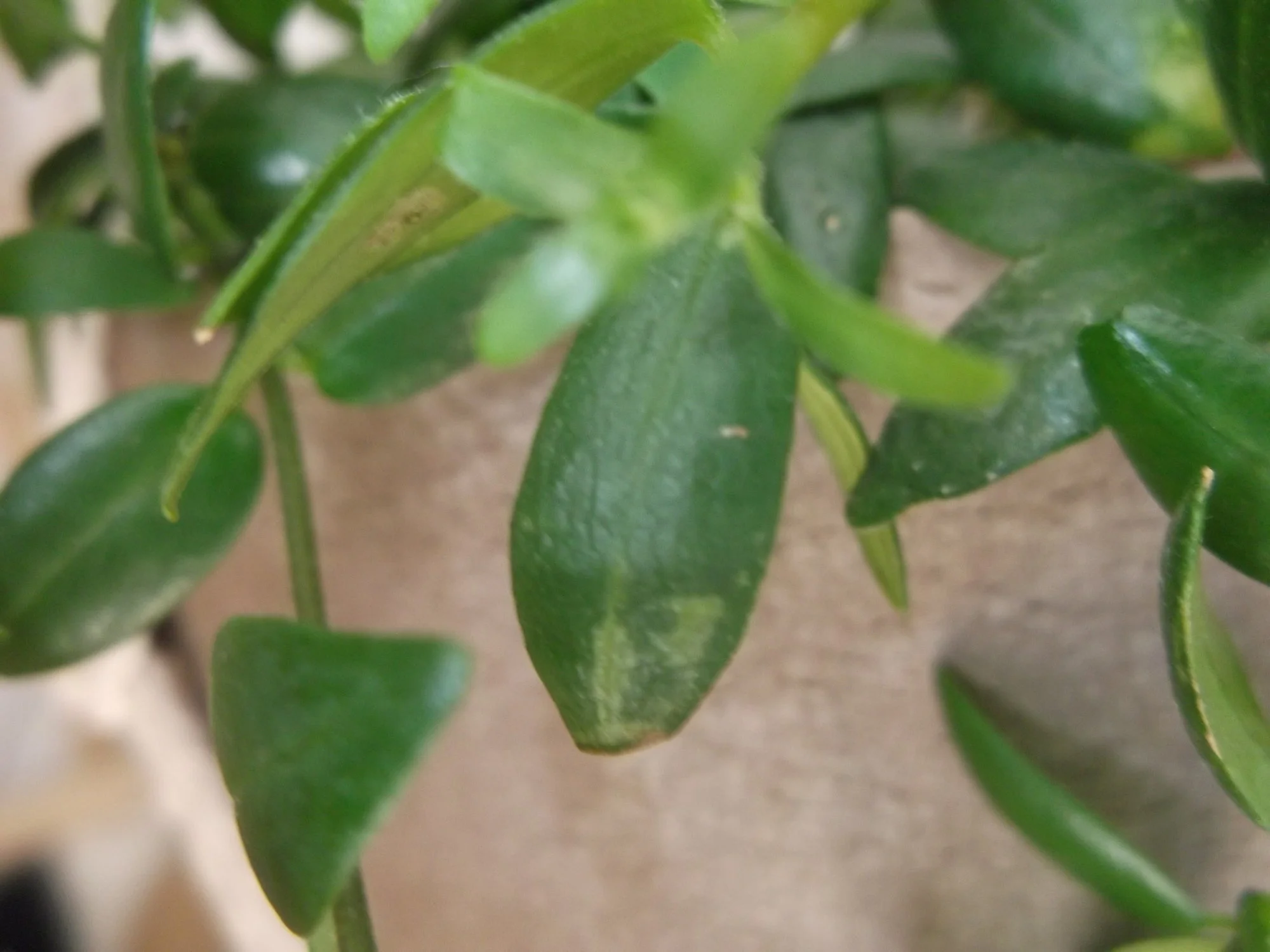 DSCF0694.webp