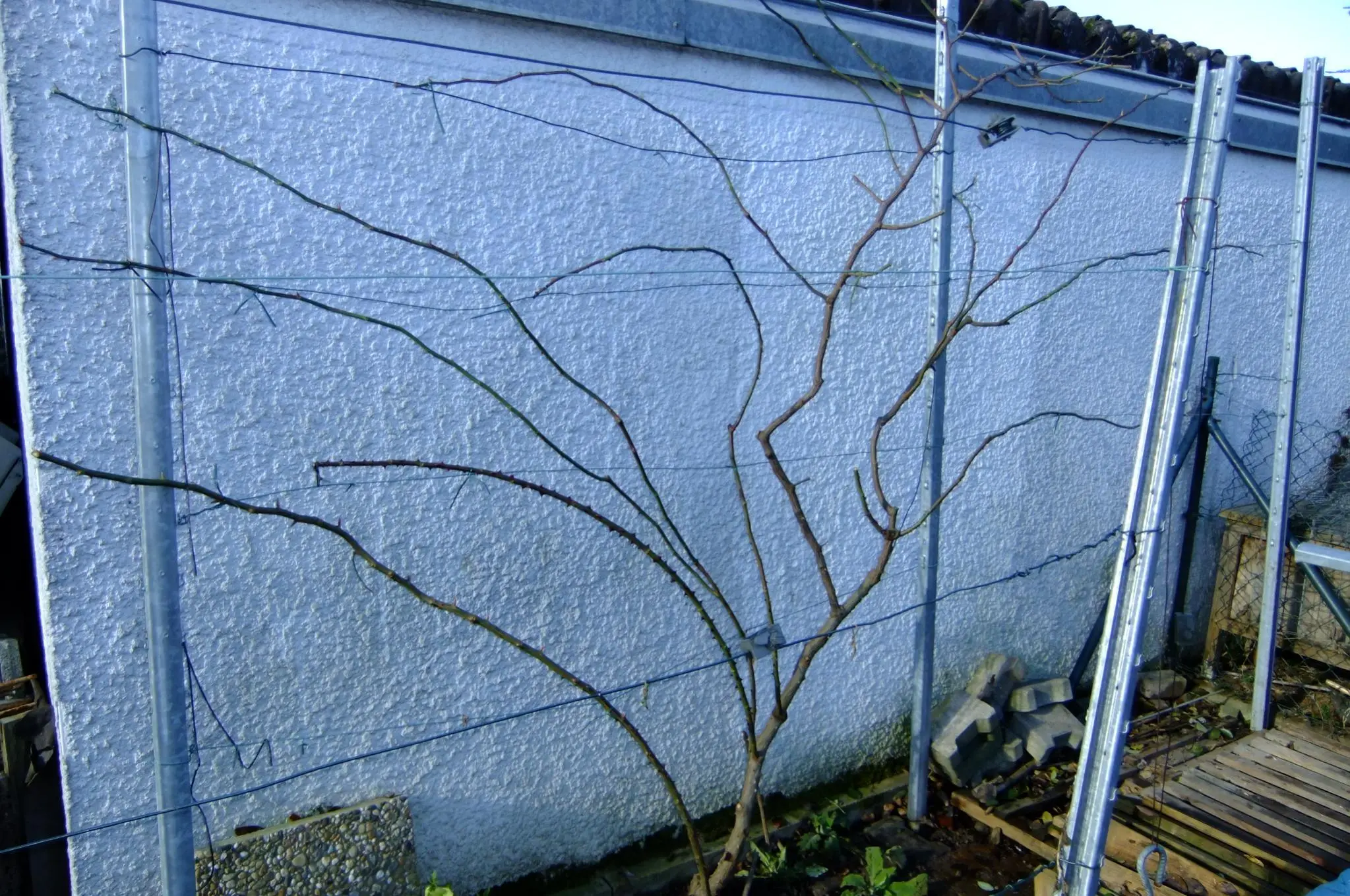 glanzmispel hochstämmchen Purpur-Glanzmispel als Hochstamm kaufen | Photinia fraseri 'Red Robin'
