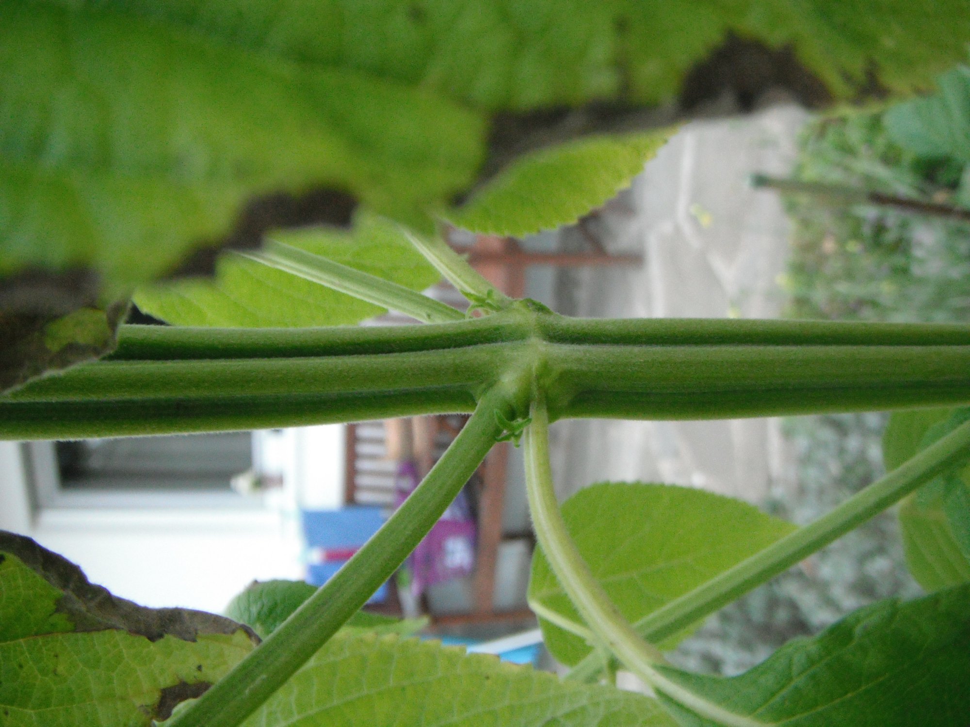 Stark riechende Pflanze mit geriffelten Stamm?