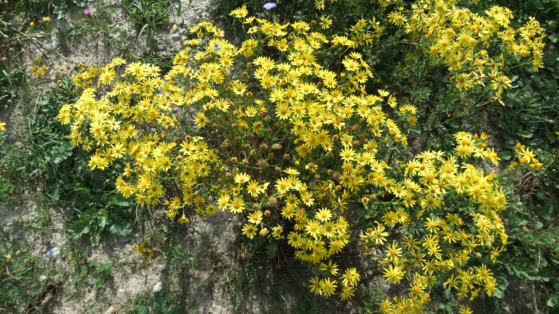 DSCF1807.JPG
