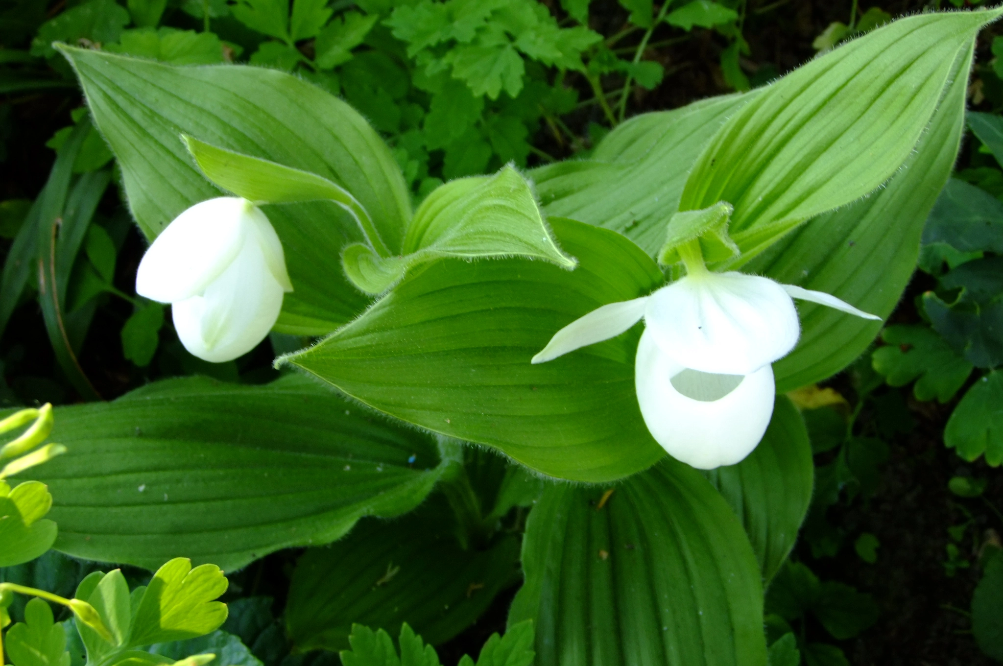 weiße Gärten oder Gärten mit vielen weißen Blüten