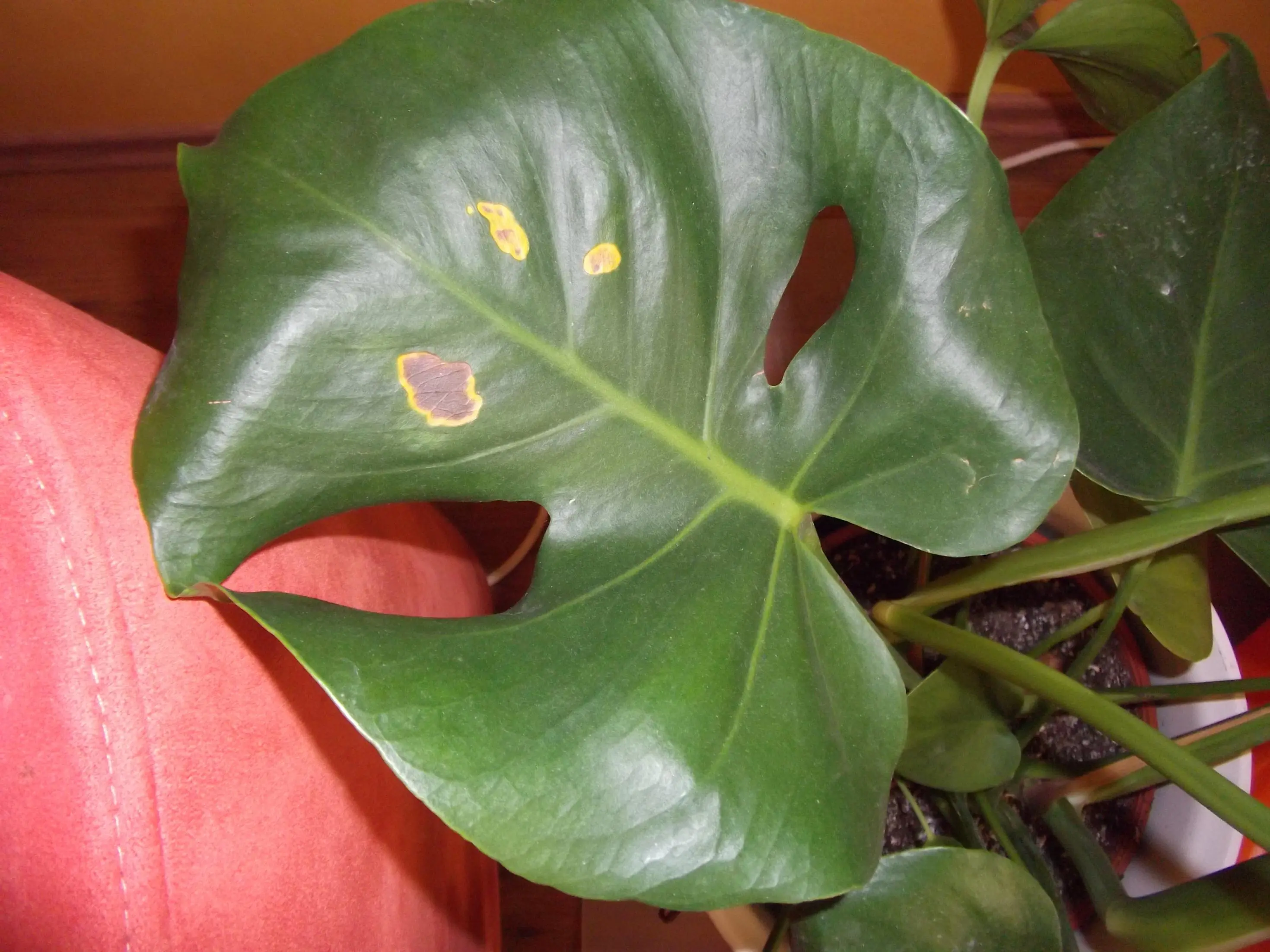 gelbe Flecken auf nur 1 Blatt der Monstera