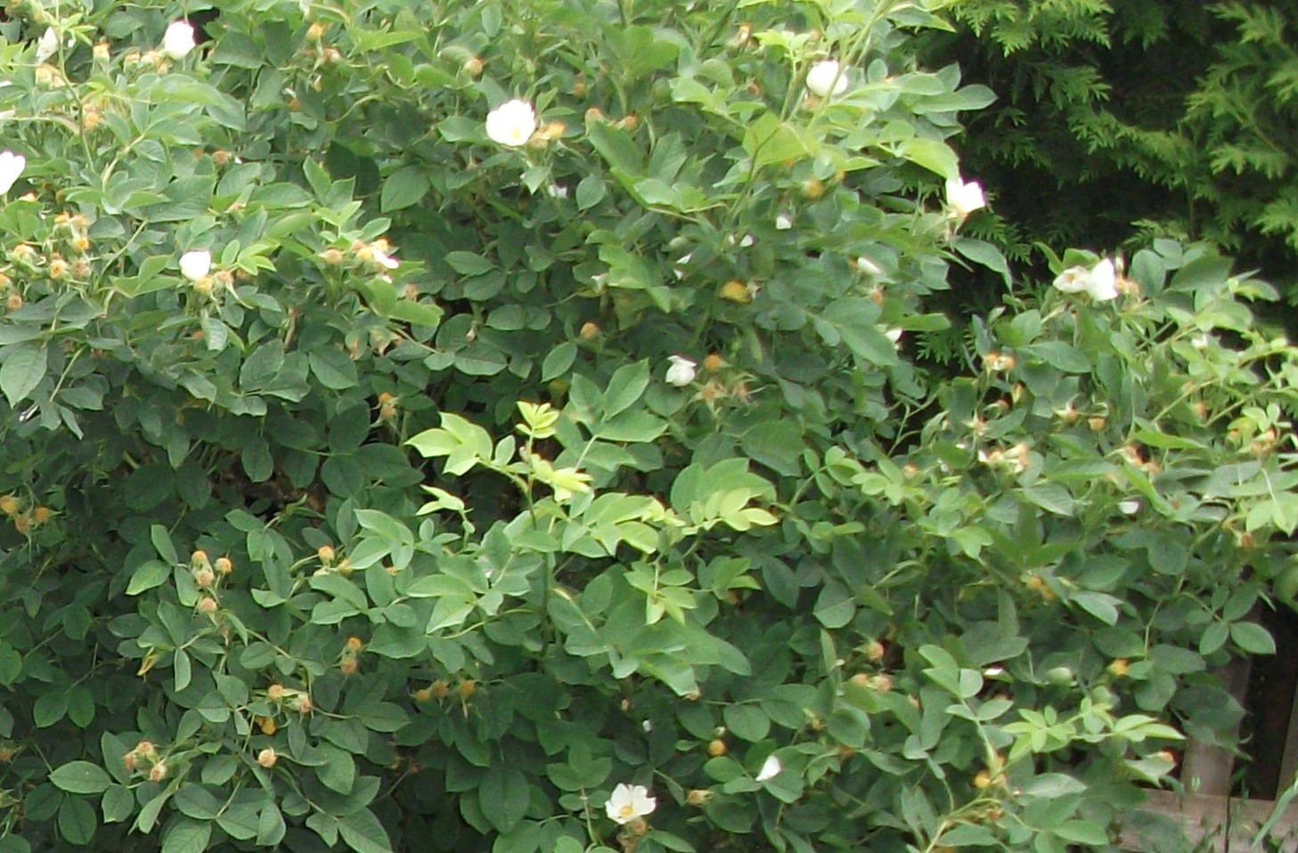 DSCF6082.webp